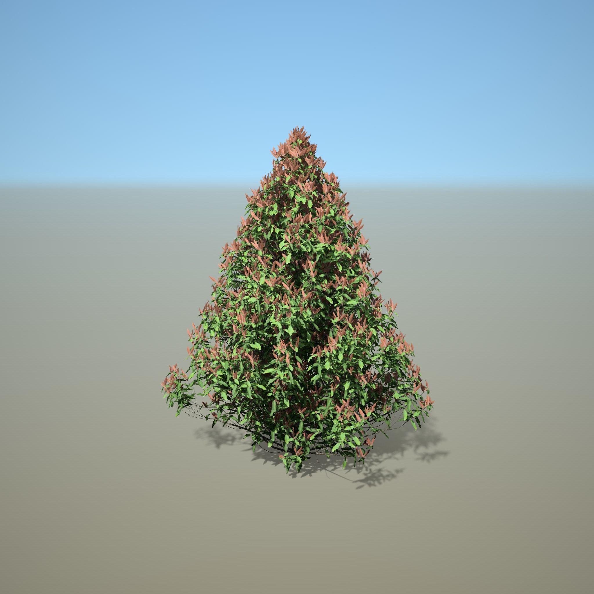 Syzygium oleinum 3D model_2