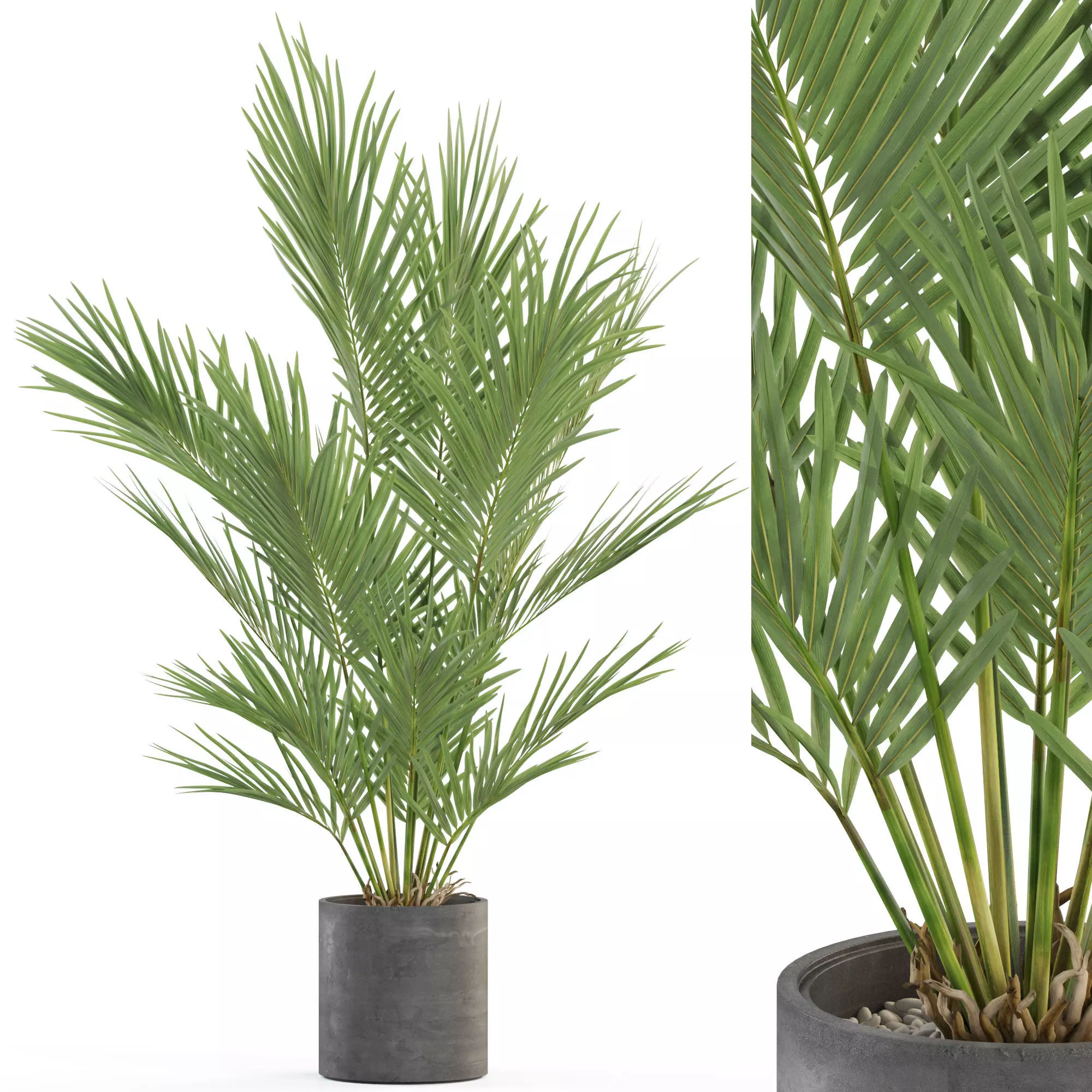 Plants collection 987 3D model