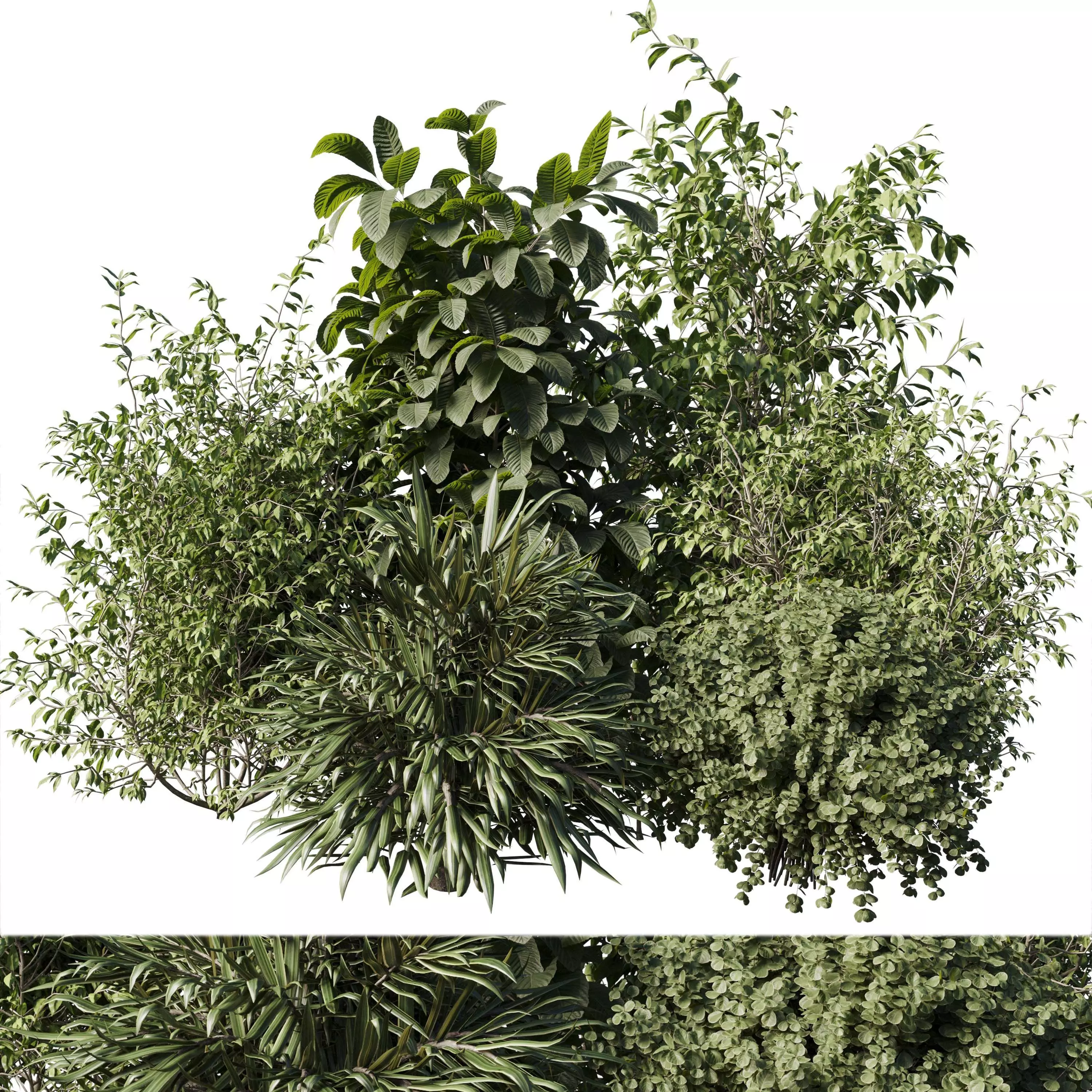 Collection mixed plants bush palm - shrubs set 06 Low-poly 3D model
