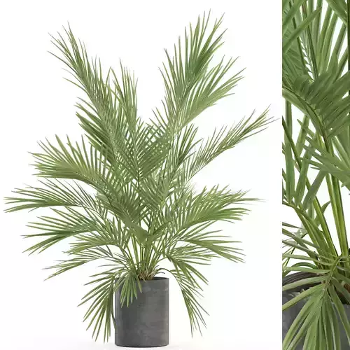 Plants collection 988 3D model