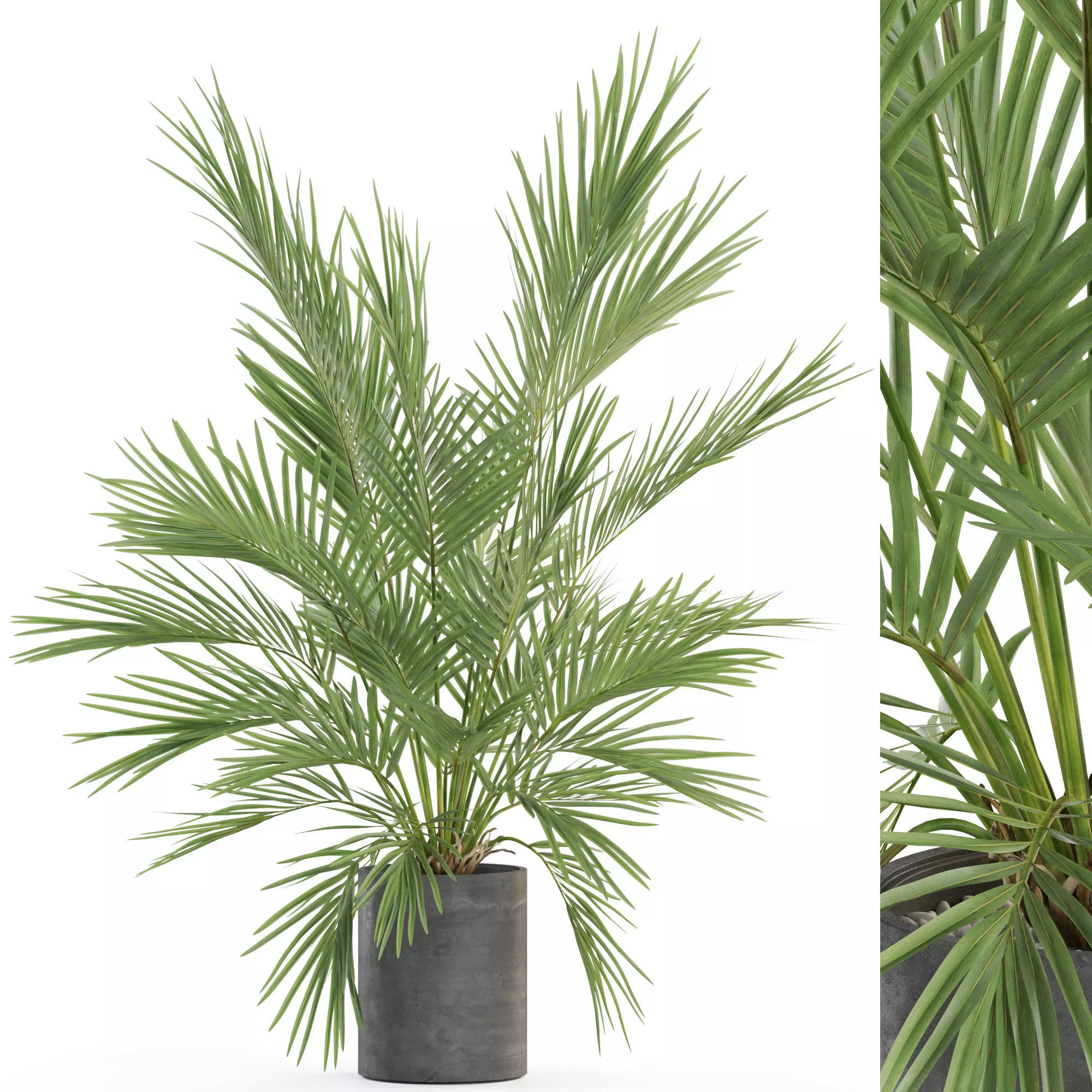 Plants collection 988 3D model