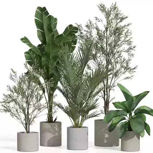 Plants collection 989 3D model