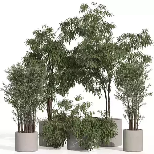 Plants collection 990 3D model