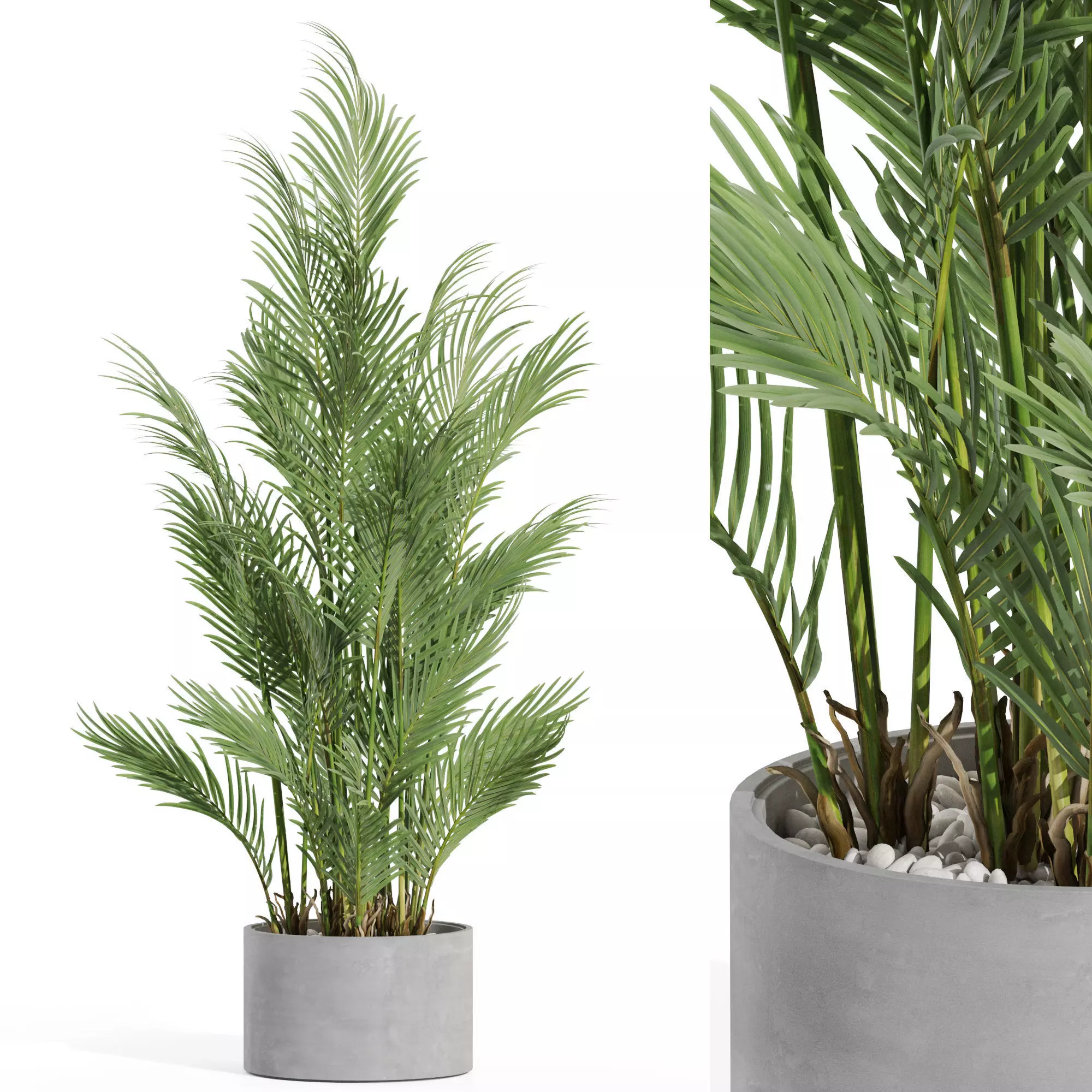 Plants collection 992 3D model