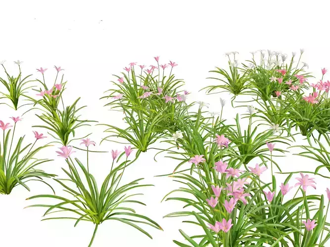 Zephyranthes - Storm Lily 3D model