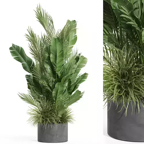 Plants collection 993 3D model