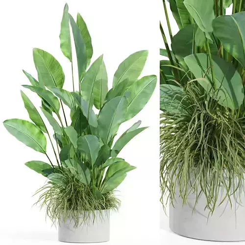 Plants collection 994 3D model