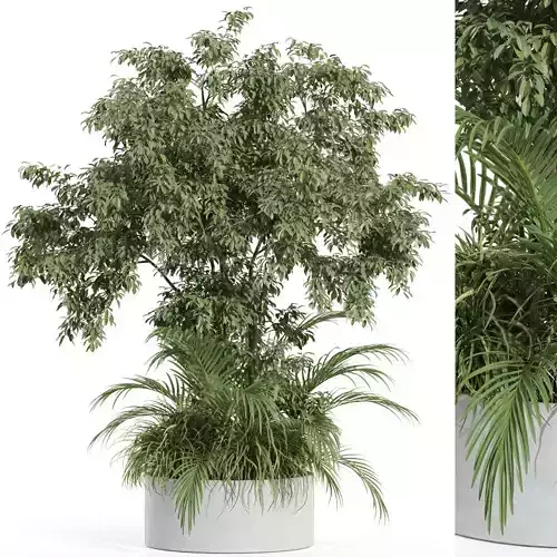 Plants collection 995 3D model