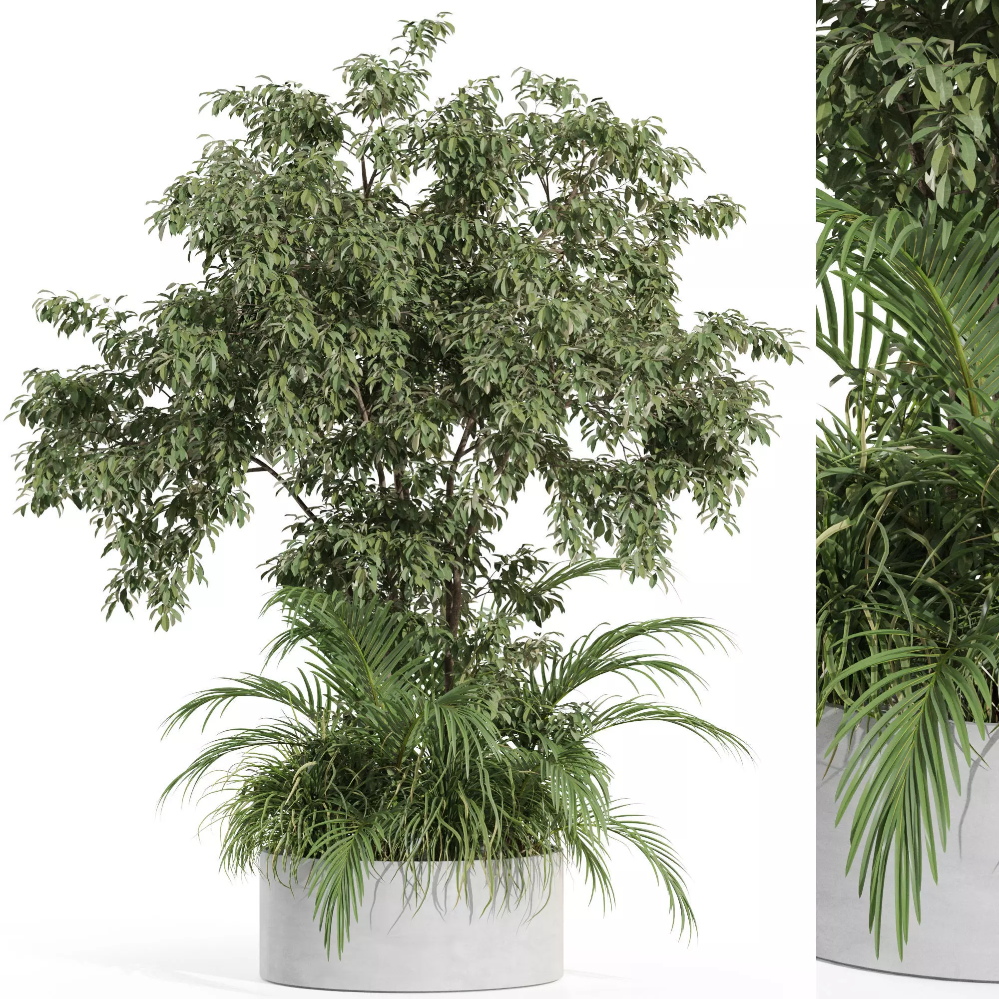 Plants collection 995 3D model