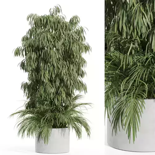 Plants collection 996 3D model