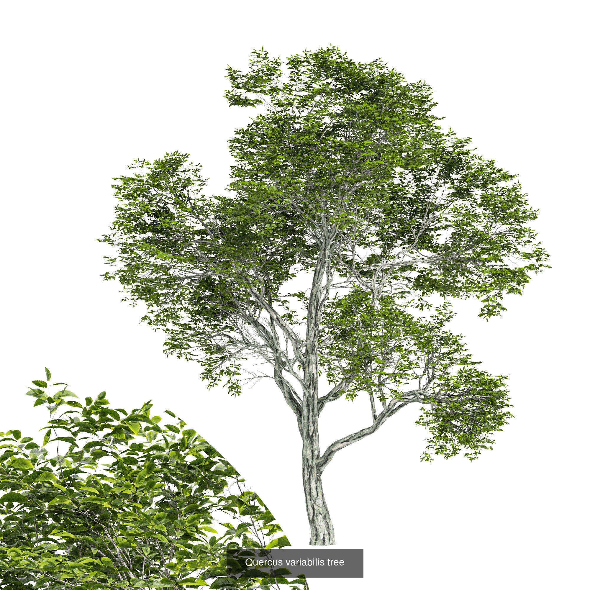 6 Different SETS of Tree SET VOL75 3D Model Collection_2
