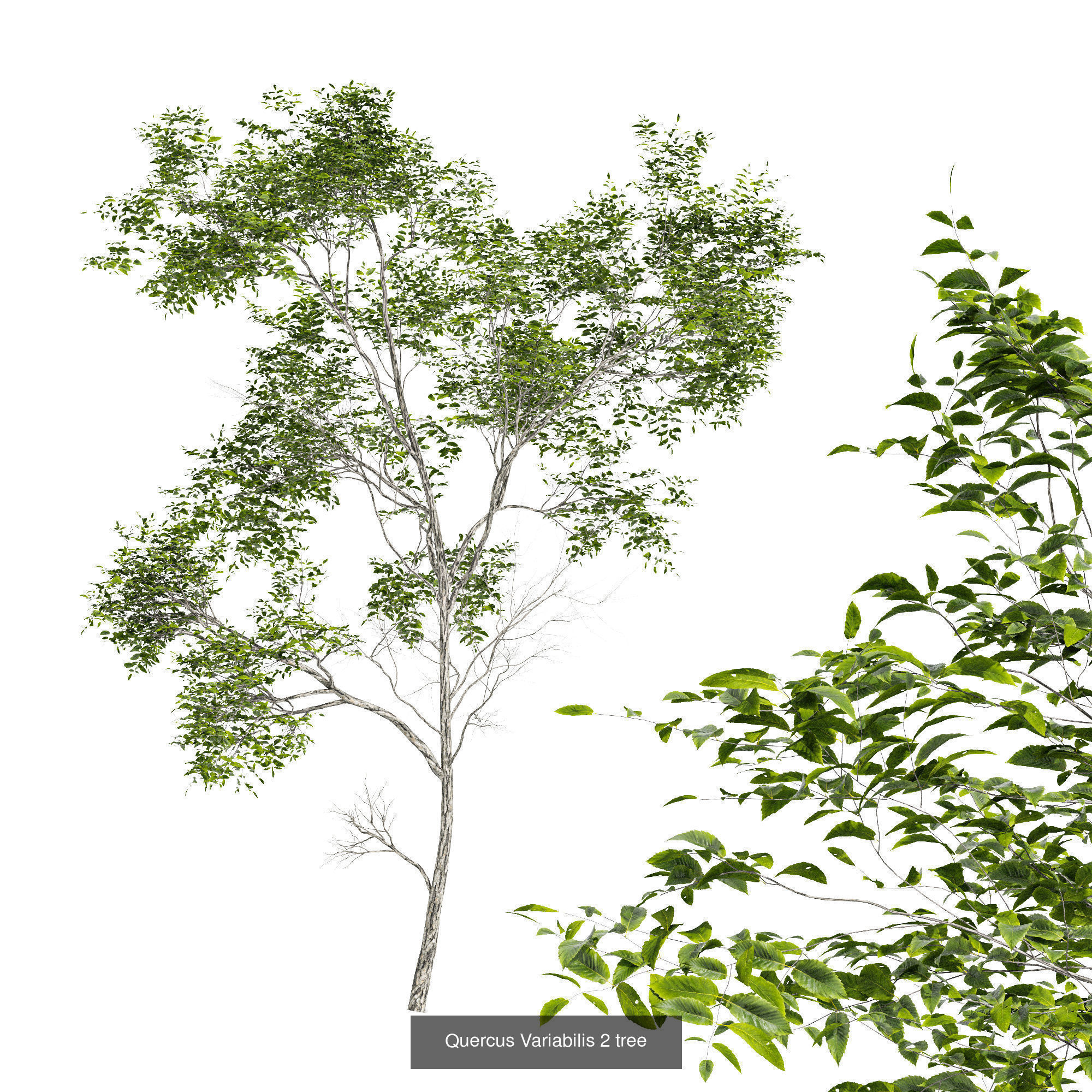 6 Different SETS of Tree SET VOL75 3D Model Collection_1