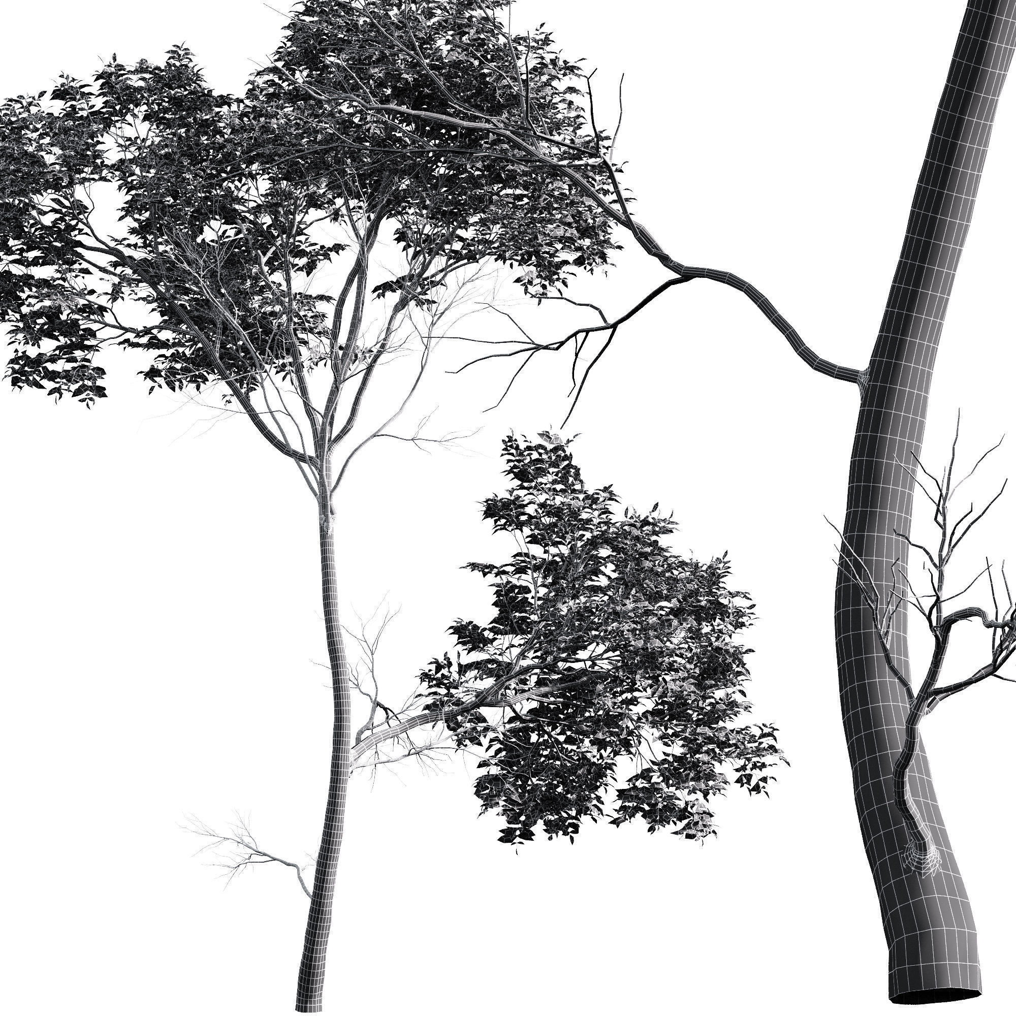 6 Different SETS of Tree SET VOL75 3D Model Collection_16