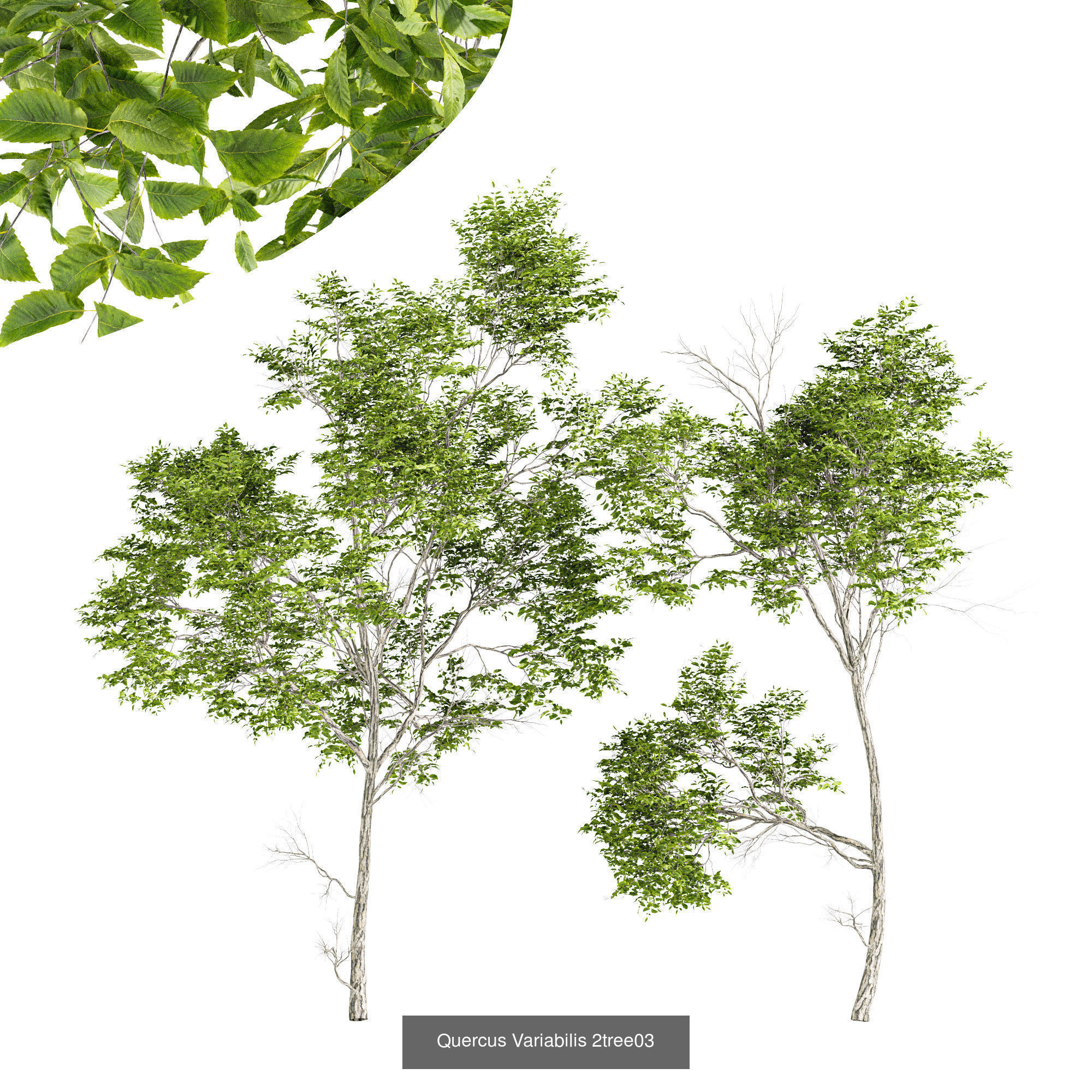 6 Different SETS of Tree SET VOL75 3D Model Collection_5