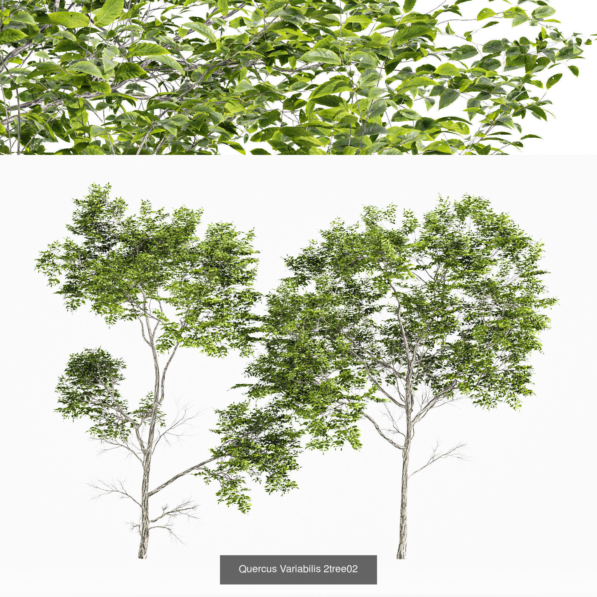 6 Different SETS of Tree SET VOL75 3D Model Collection_3