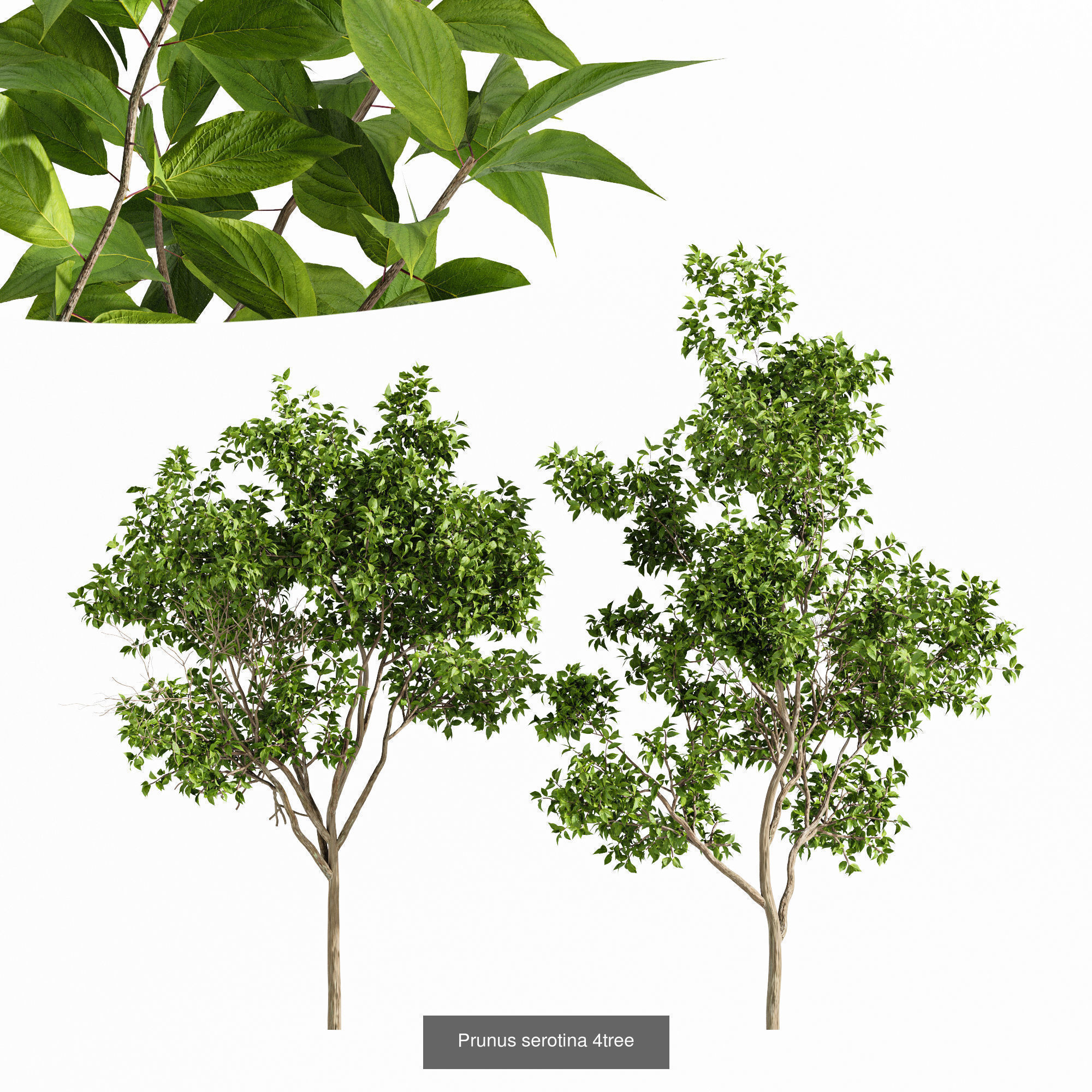 6 Different SETS of Tree SET VOL75 3D Model Collection_6
