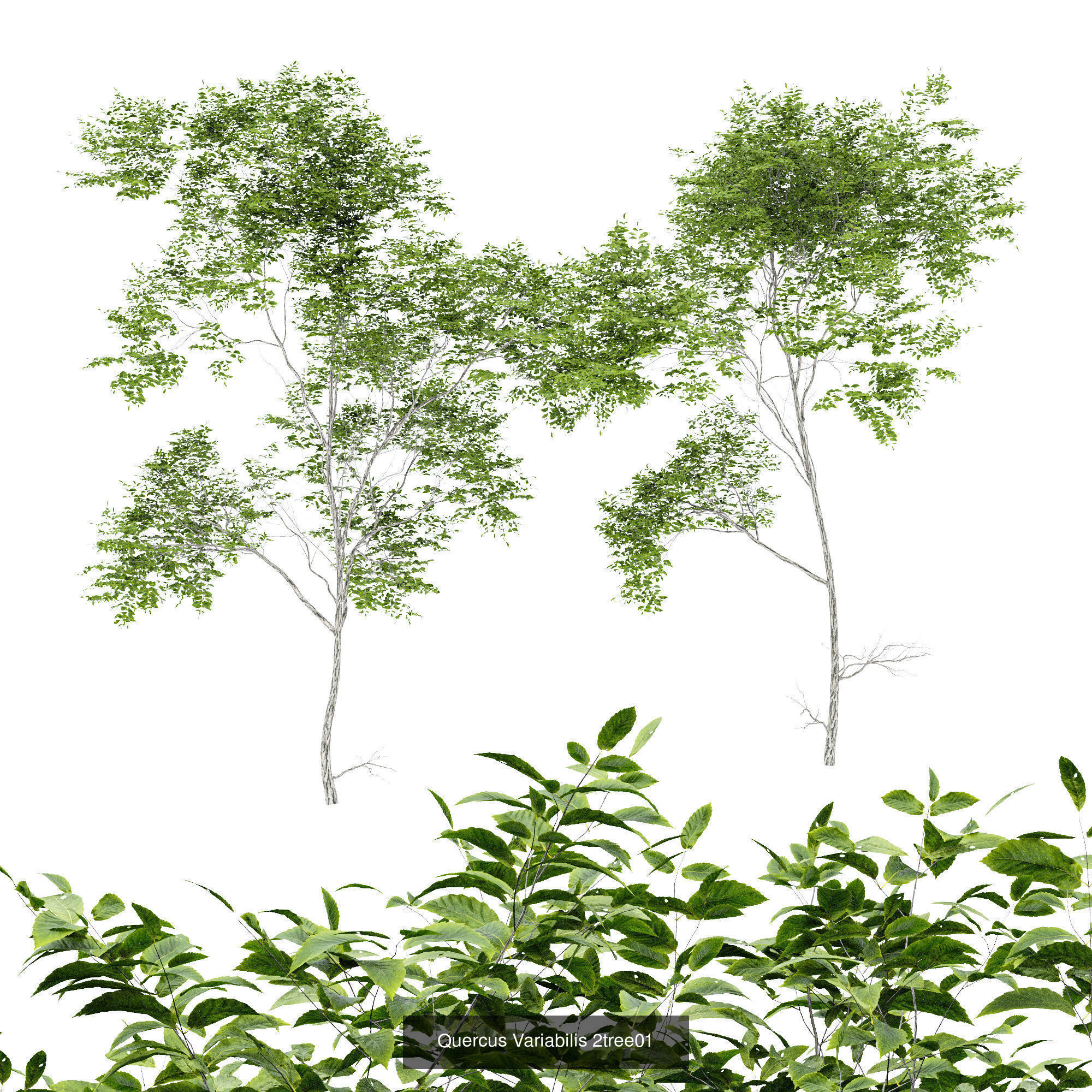 6 Different SETS of Tree SET VOL75 3D Model Collection_4