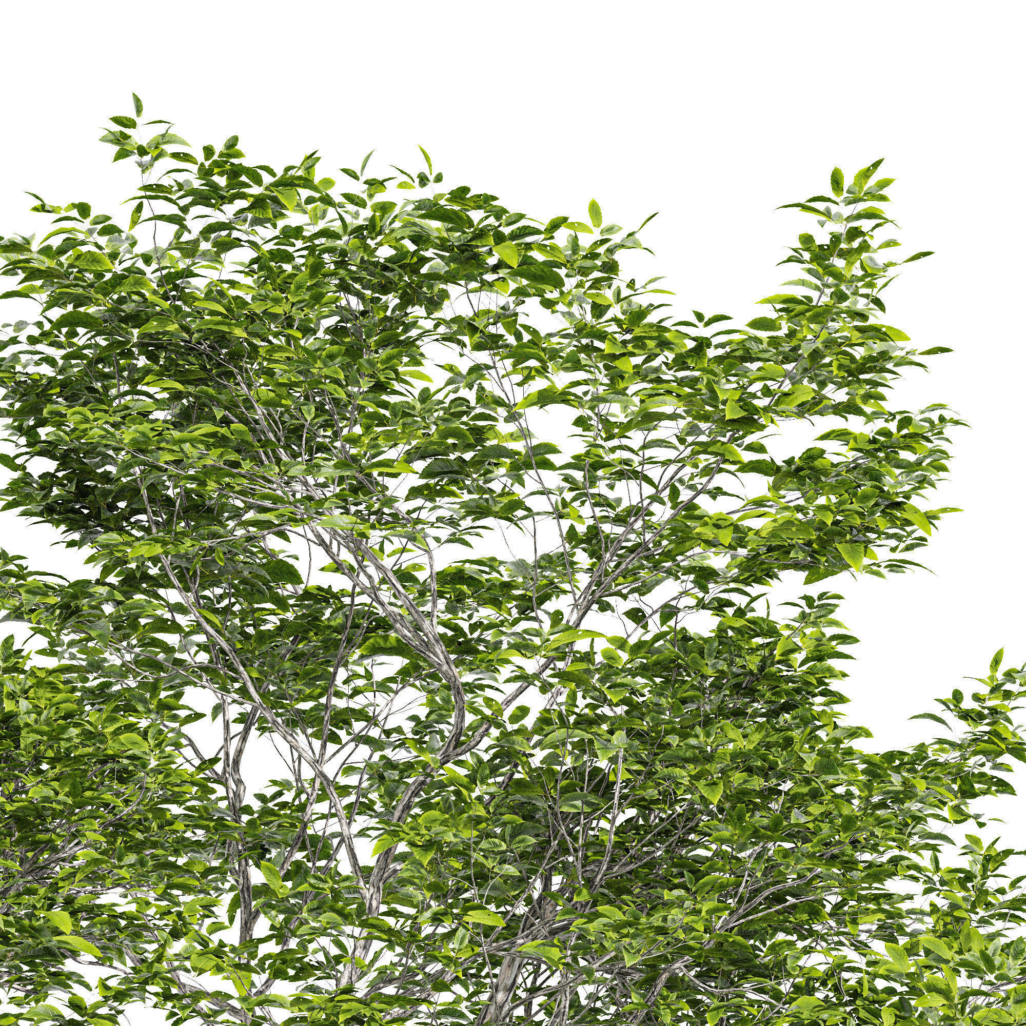 6 Different SETS of Tree SET VOL75 3D Model Collection_11