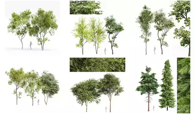 6 Different SETS of Tree SET VOL76