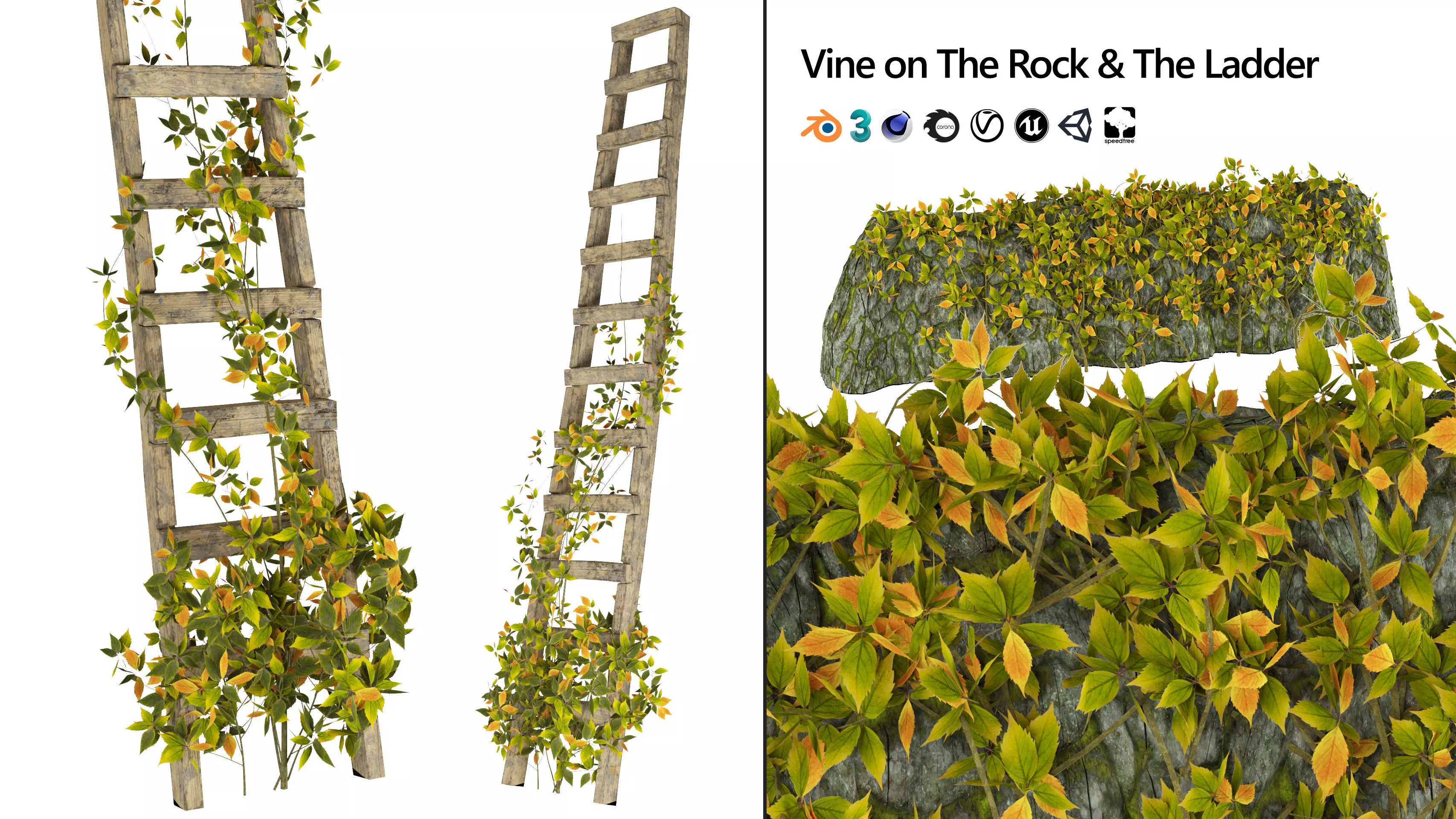 Vine Climber Plant on Ladder and Rock 3D Model Low-poly 3D model_0