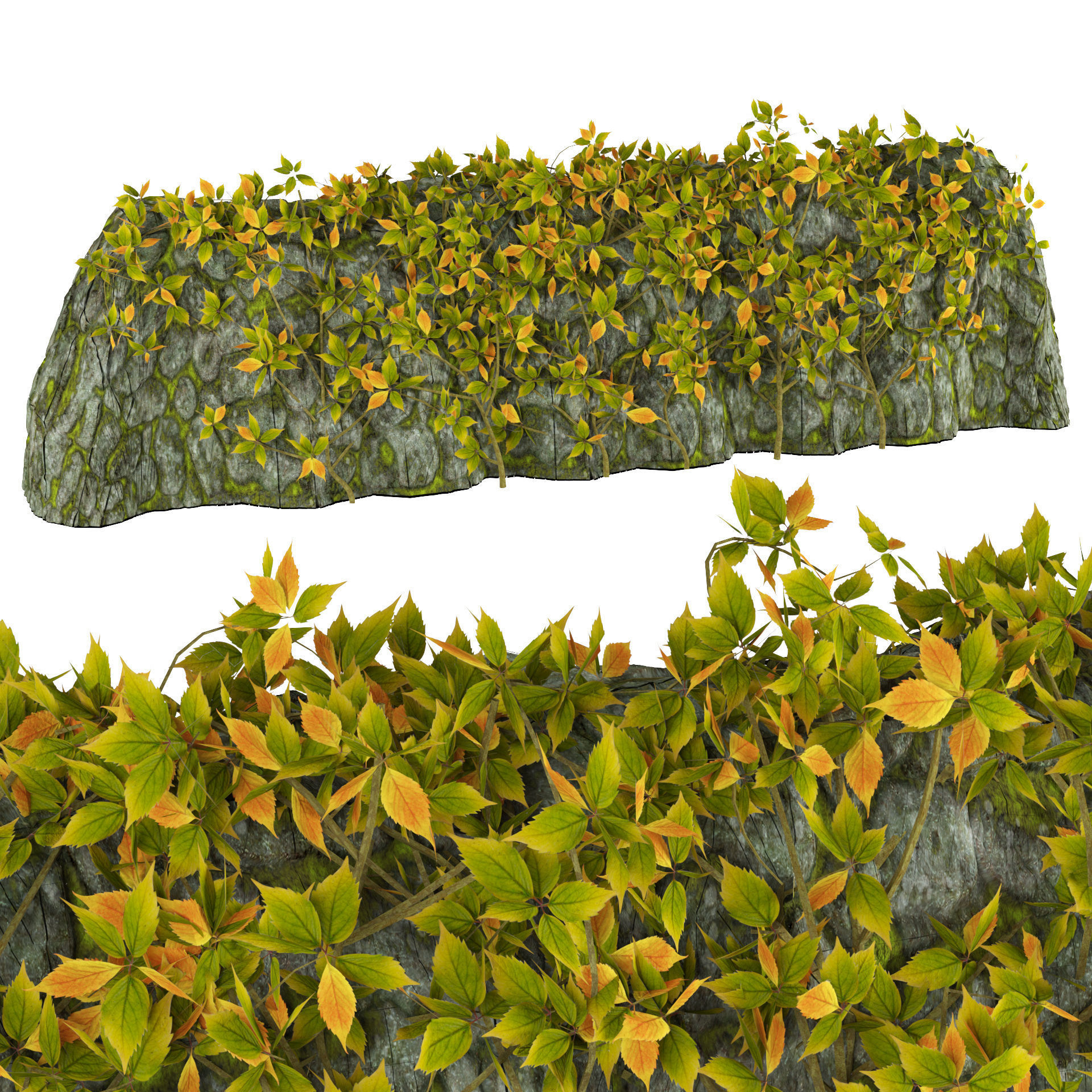 Vine Climber Plant on Ladder and Rock 3D Model Low-poly 3D model_6