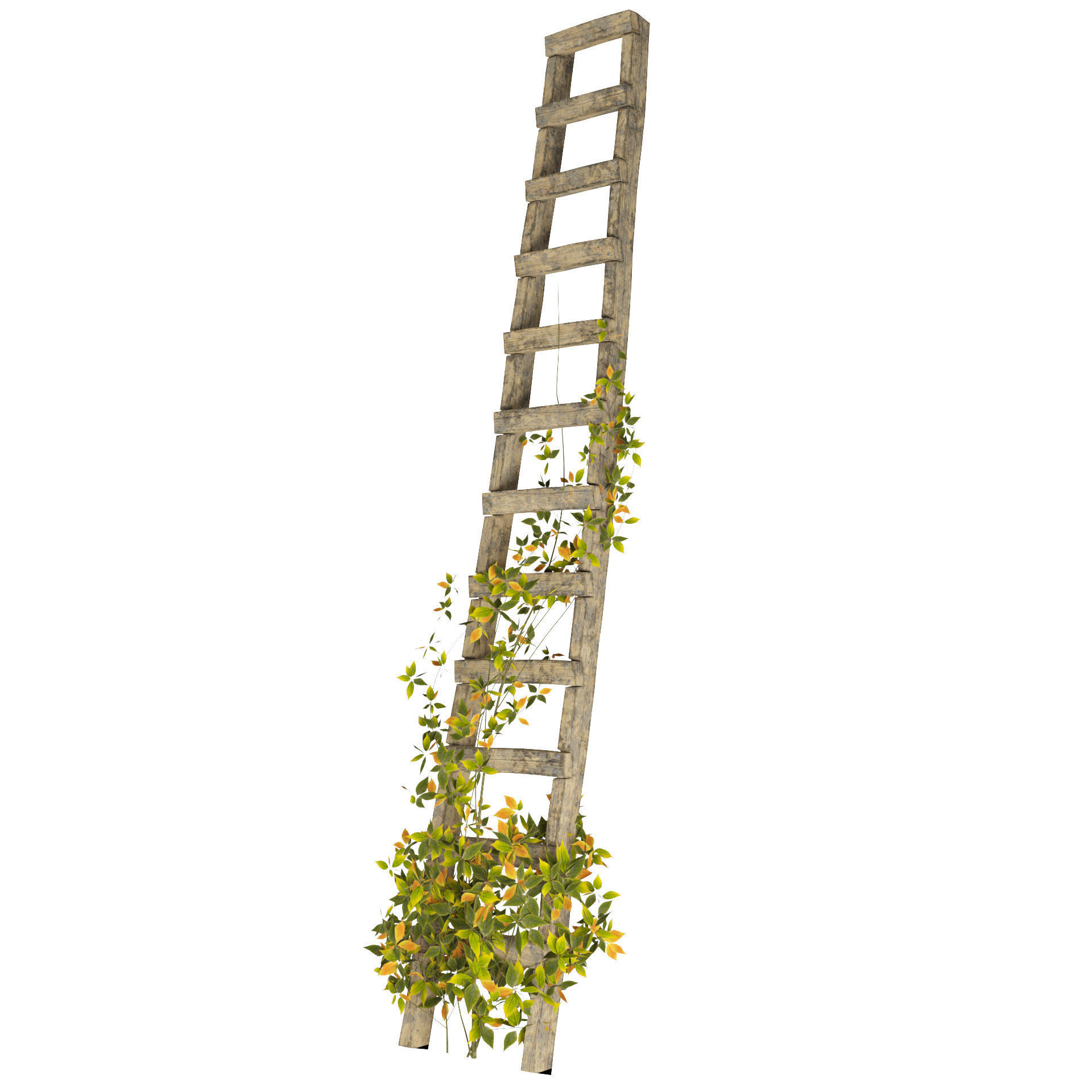 Vine Climber Plant on Ladder and Rock 3D Model Low-poly 3D model_4