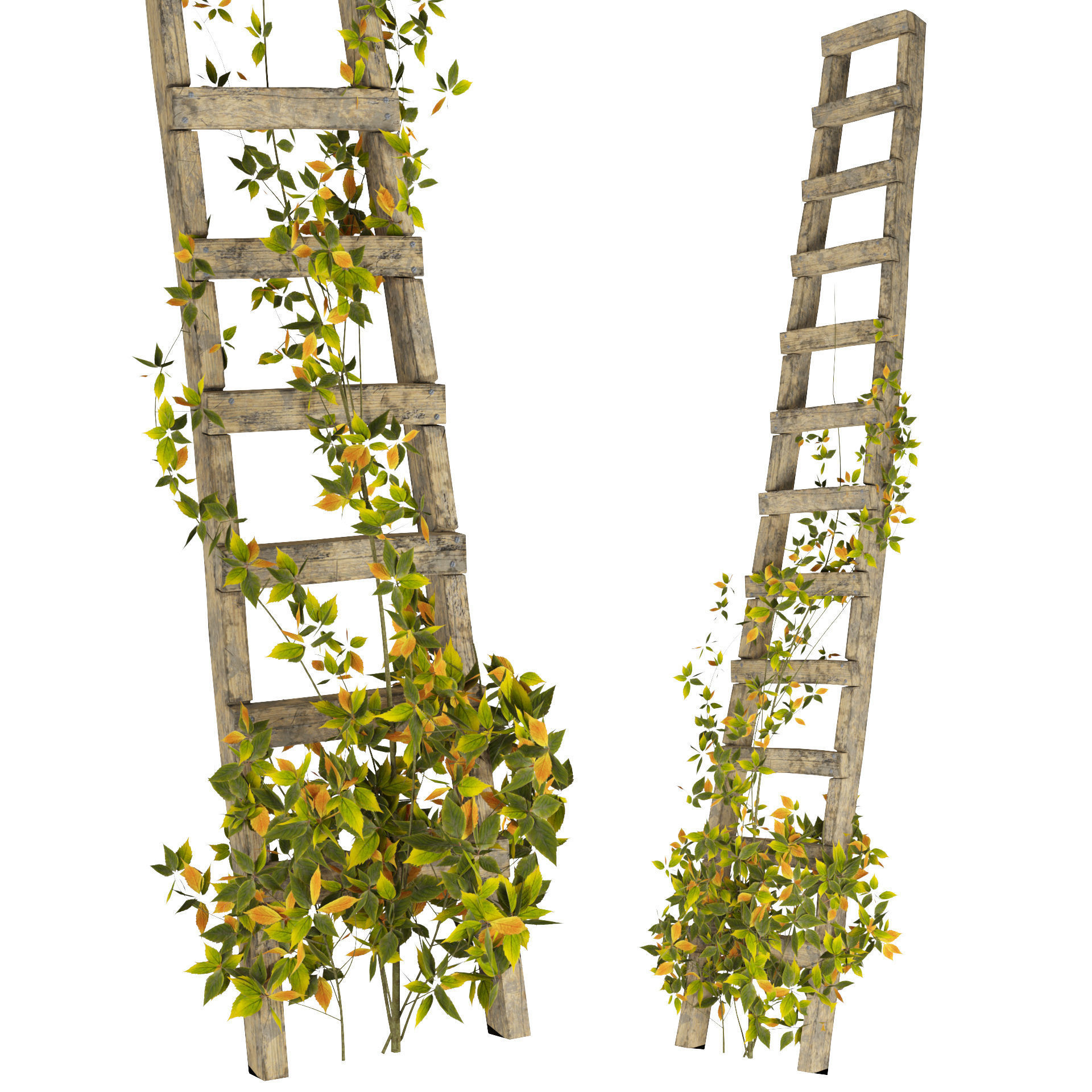 Vine Climber Plant on Ladder and Rock 3D Model Low-poly 3D model_2