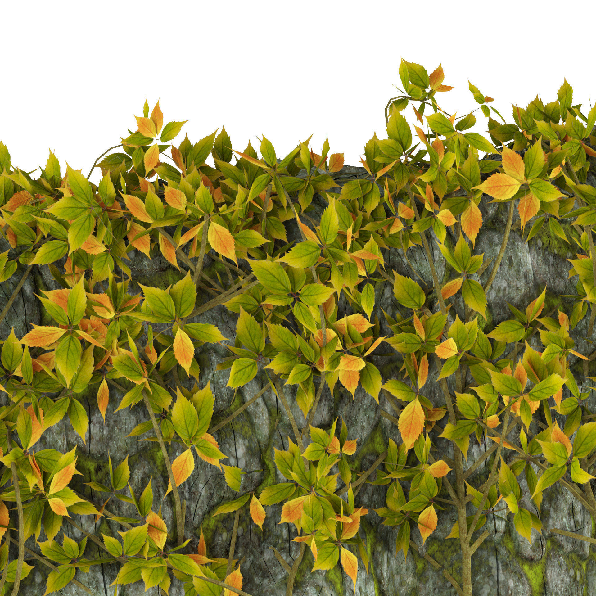 Vine Climber Plant on Ladder and Rock 3D Model Low-poly 3D model_3