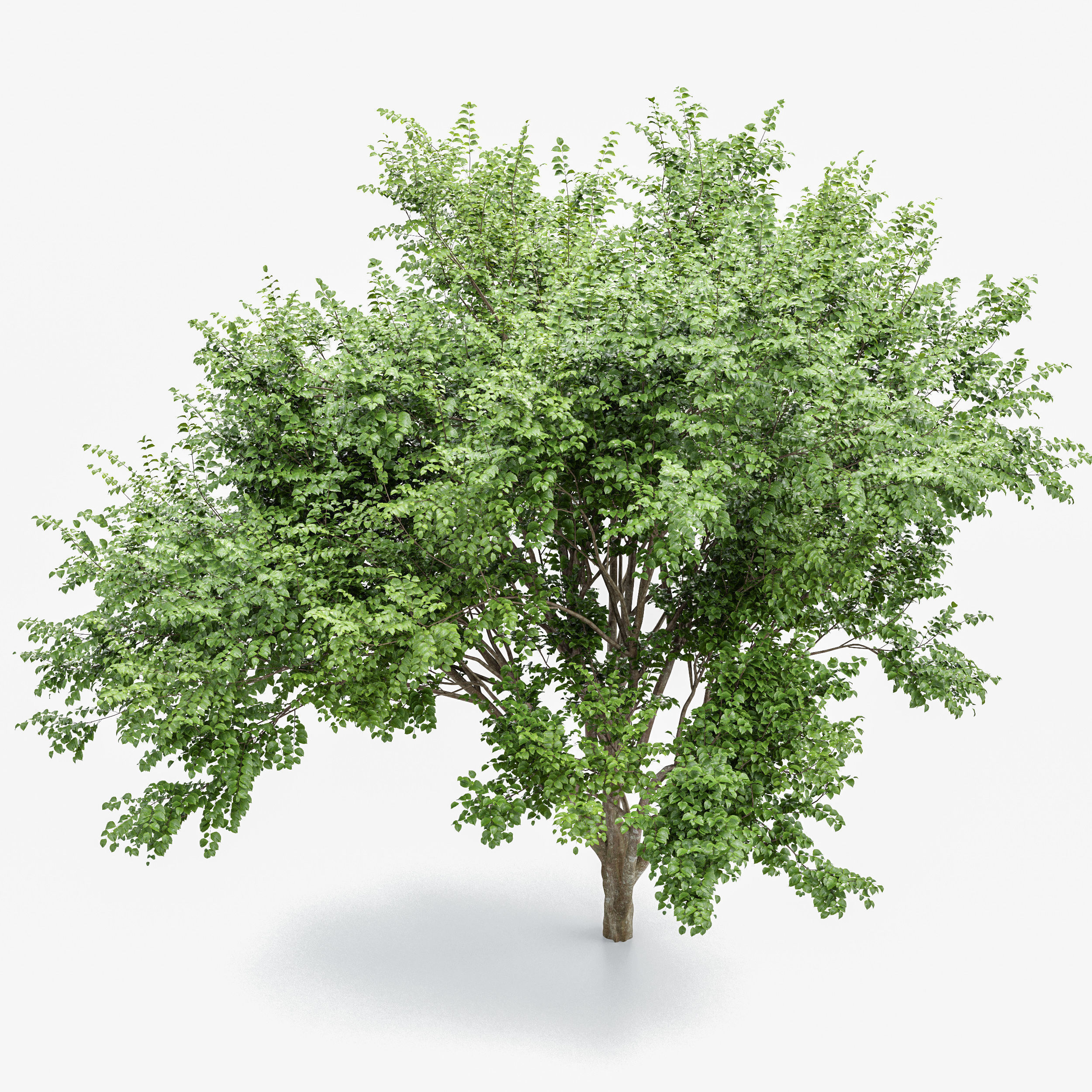 6 Different SETS of Tree  SET VOL77 3D Model Collection_16