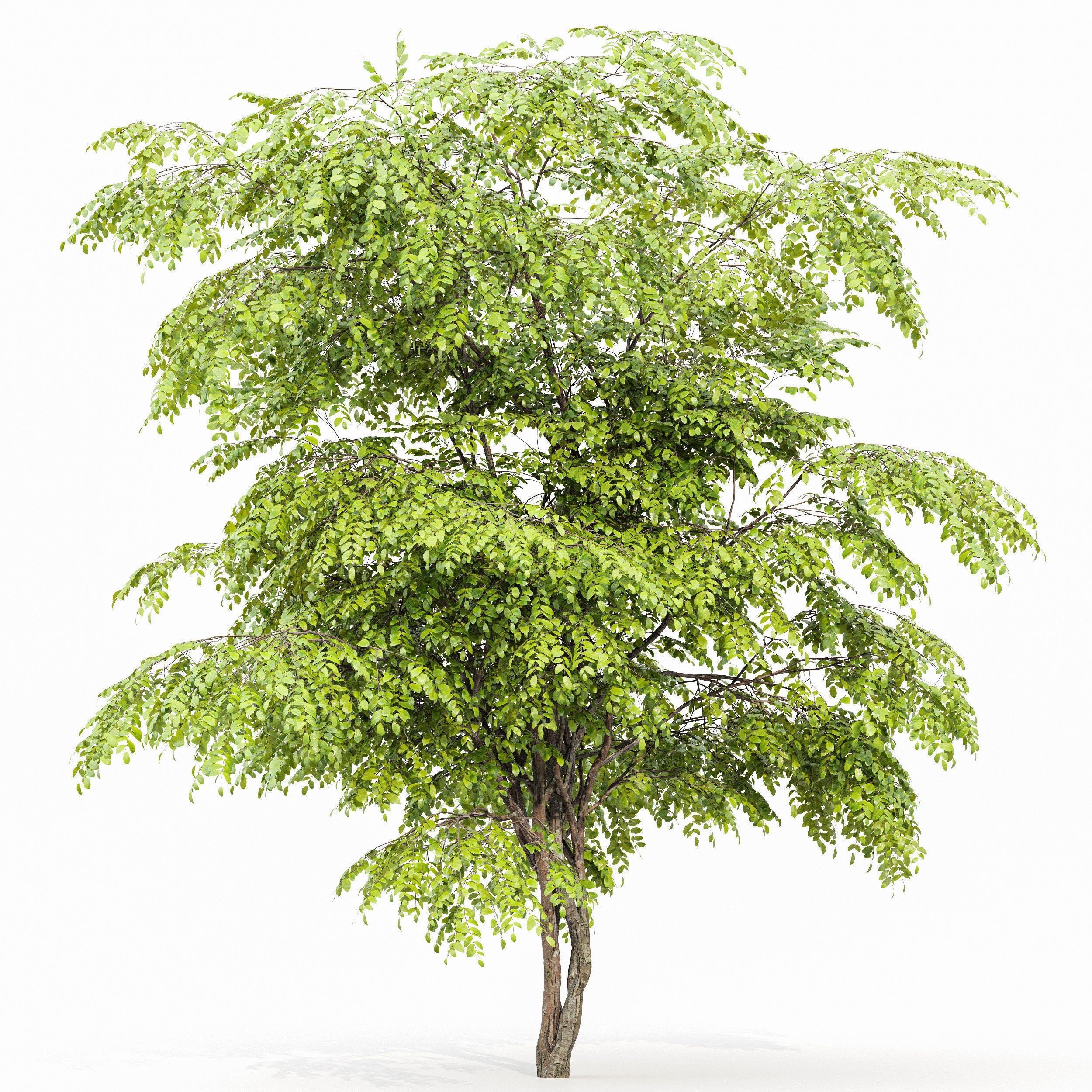 6 Different SETS of Tree  SET VOL77 3D Model Collection_19