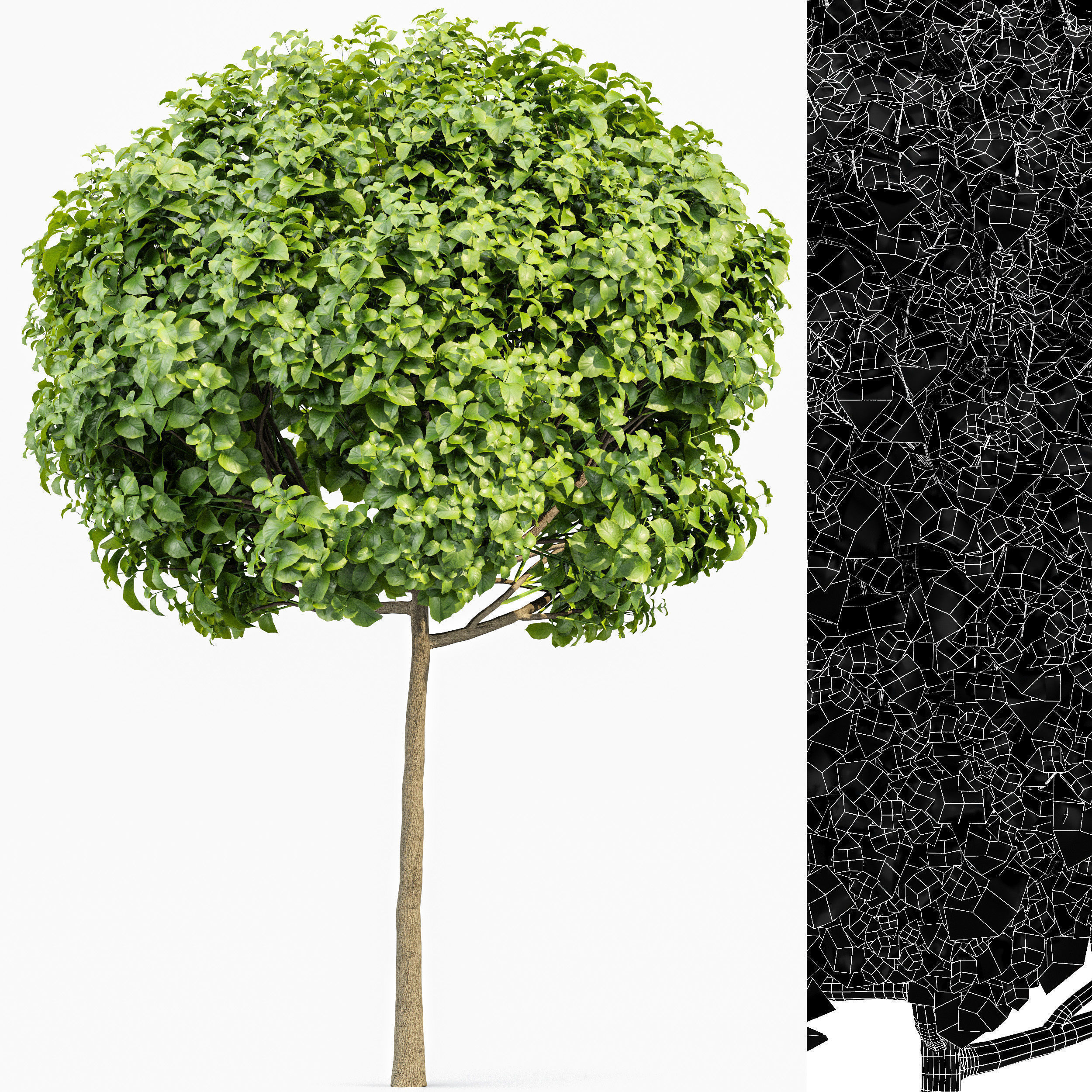 6 Different SETS of Tree  SET VOL77 3D Model Collection_26