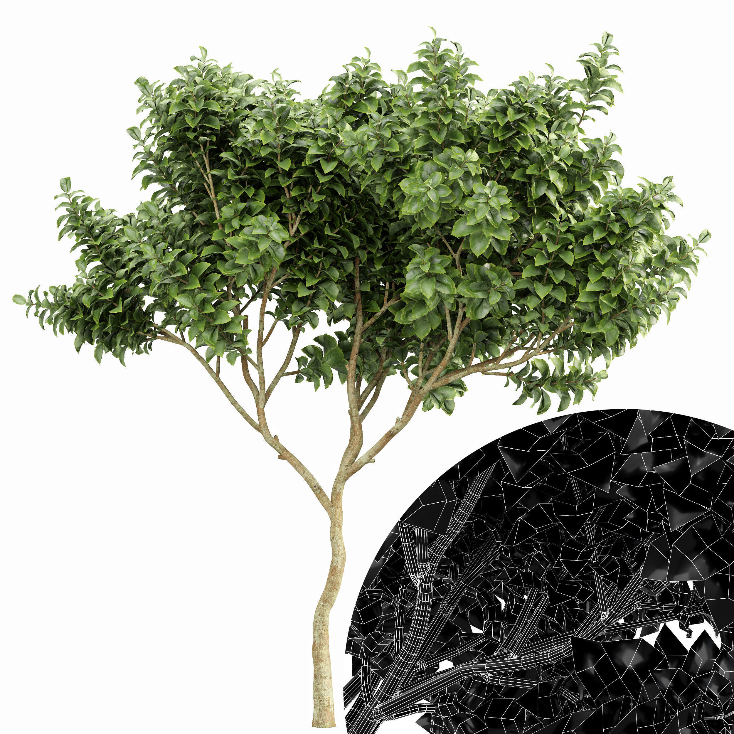 6 Different SETS of Tree  SET VOL77 3D Model Collection_25