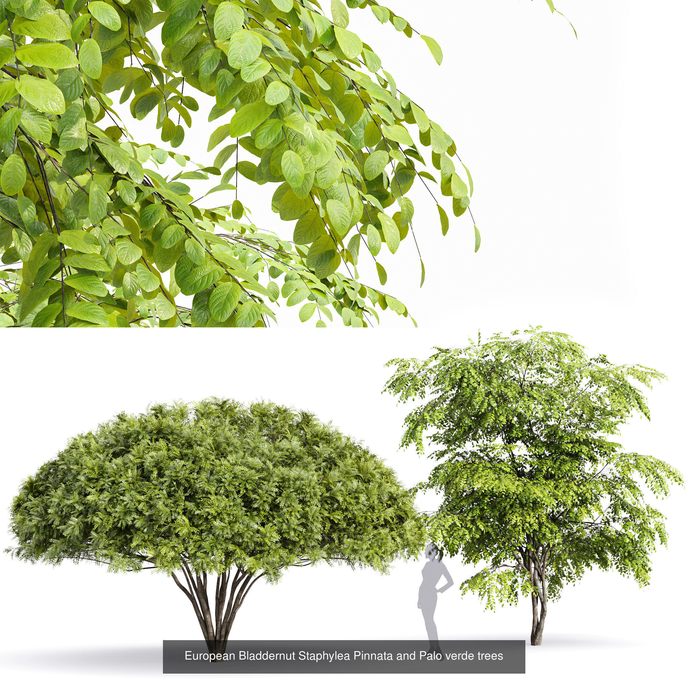 6 Different SETS of Tree  SET VOL77 3D Model Collection_7