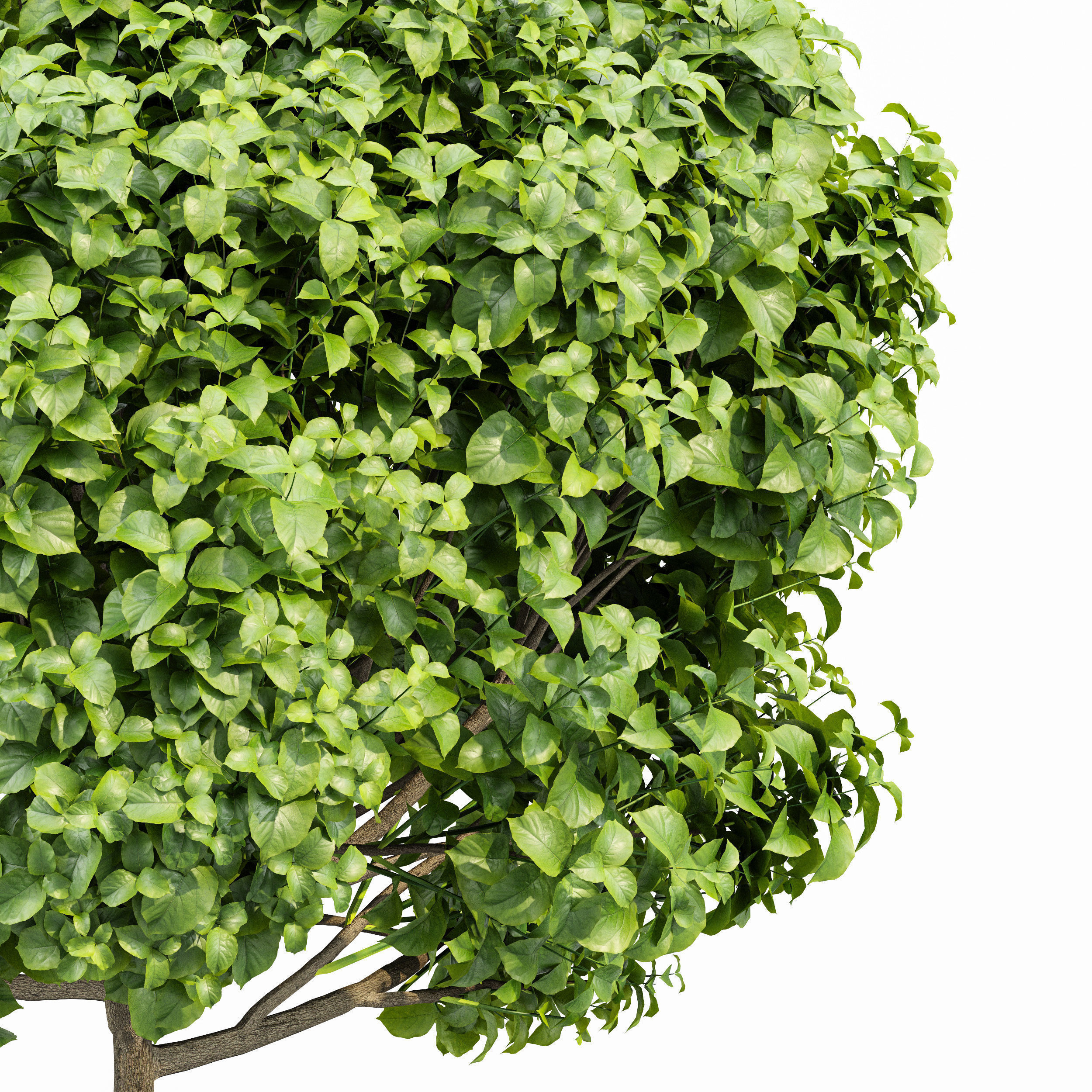 6 Different SETS of Tree  SET VOL77 3D Model Collection_14