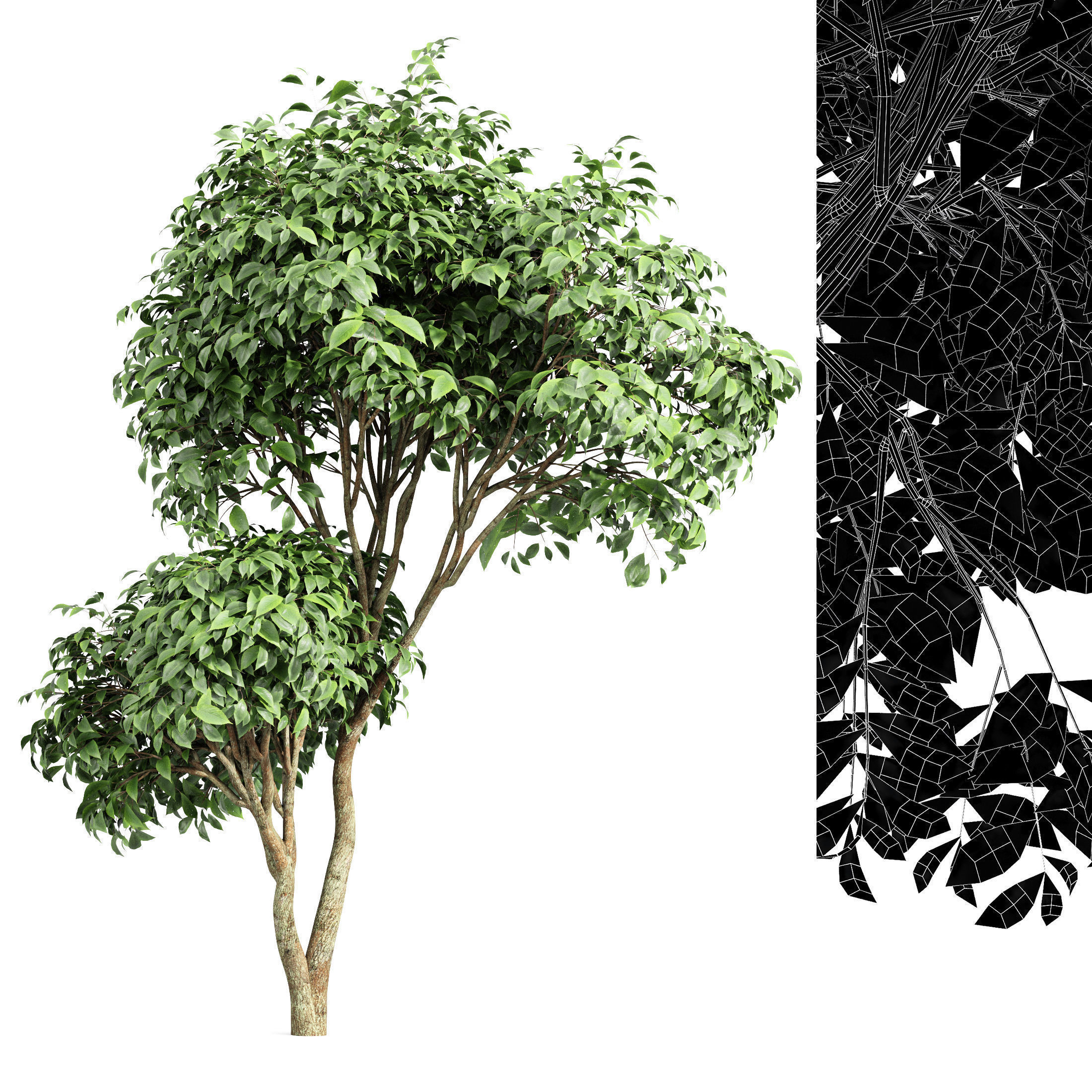 6 Different SETS of Tree  SET VOL77 3D Model Collection_27