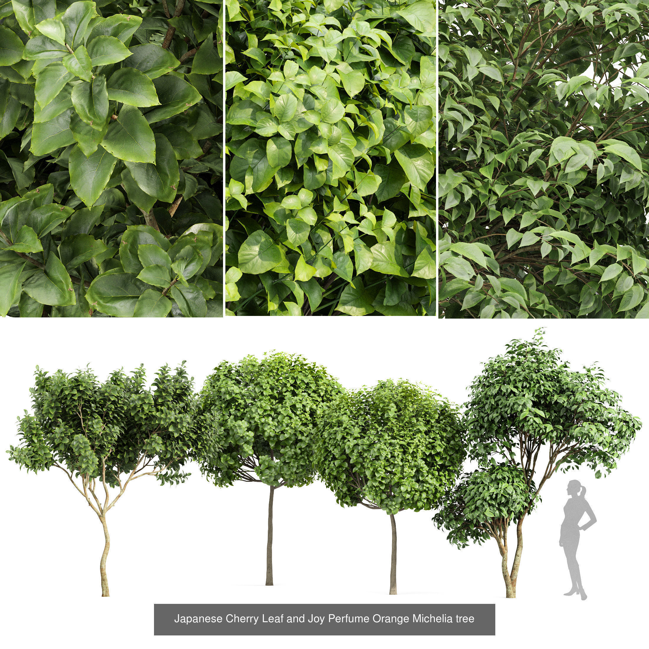 6 Different SETS of Tree  SET VOL77 3D Model Collection_3
