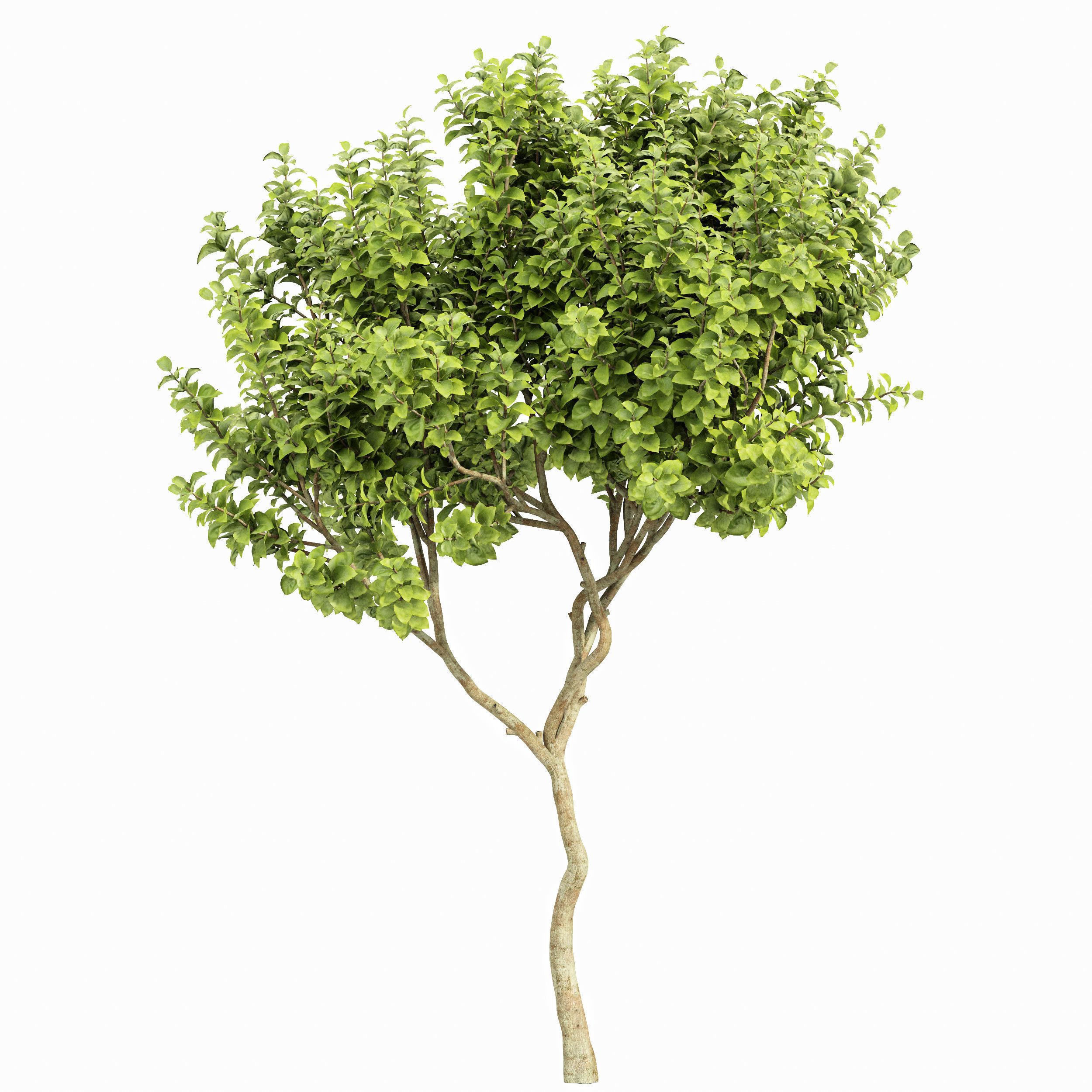 6 Different SETS of Tree  SET VOL77 3D Model Collection_13