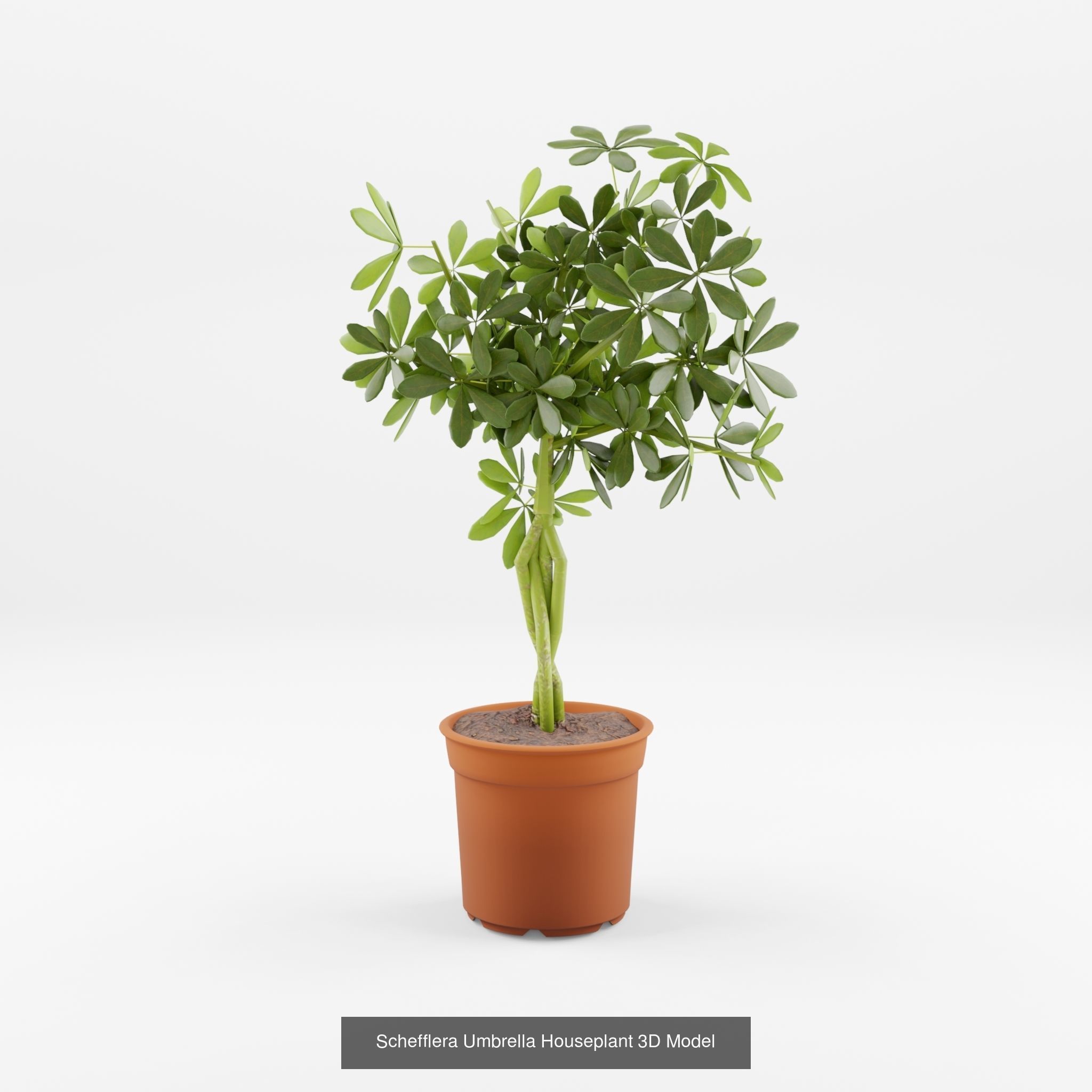 Collection-2 of House Plant 3D Models - 11 Models _3