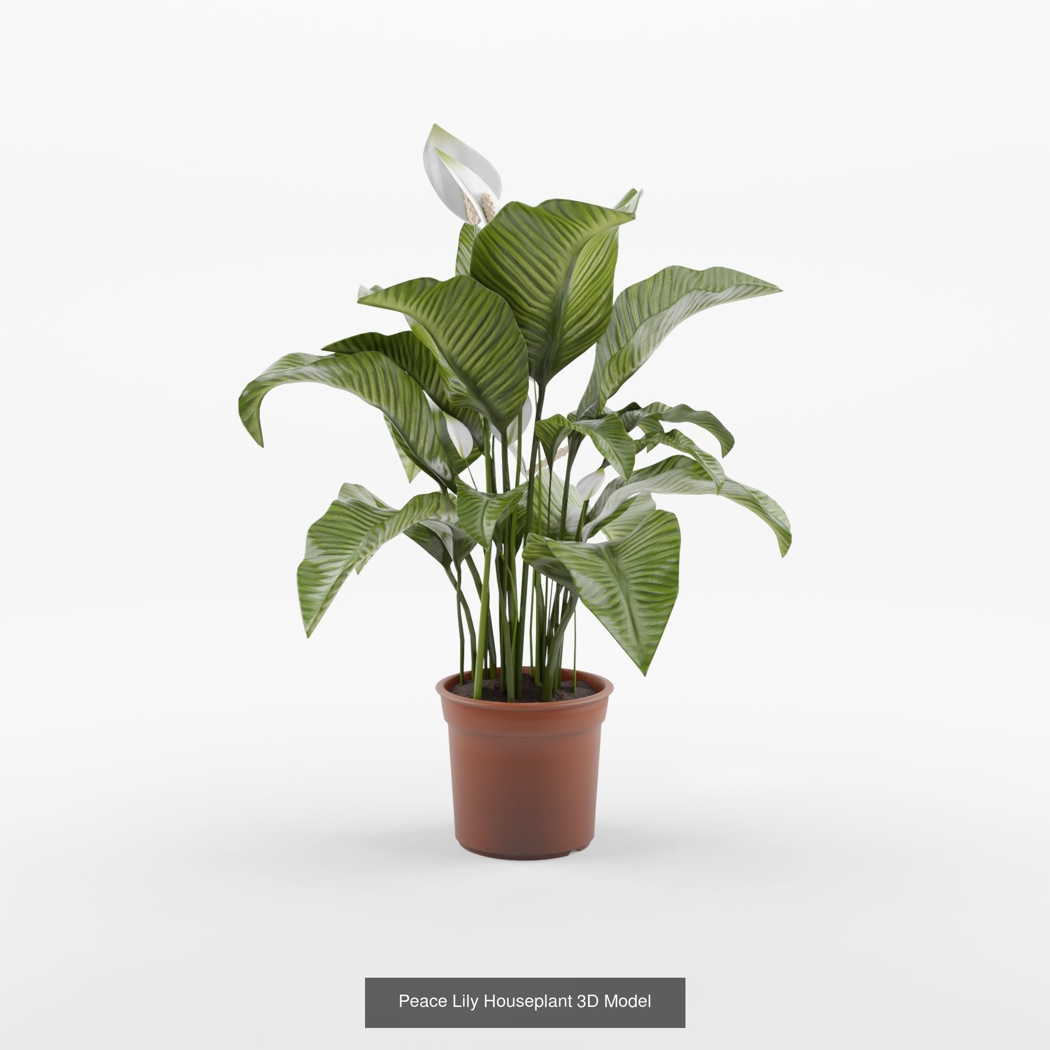 Collection-2 of House Plant 3D Models - 11 Models _6