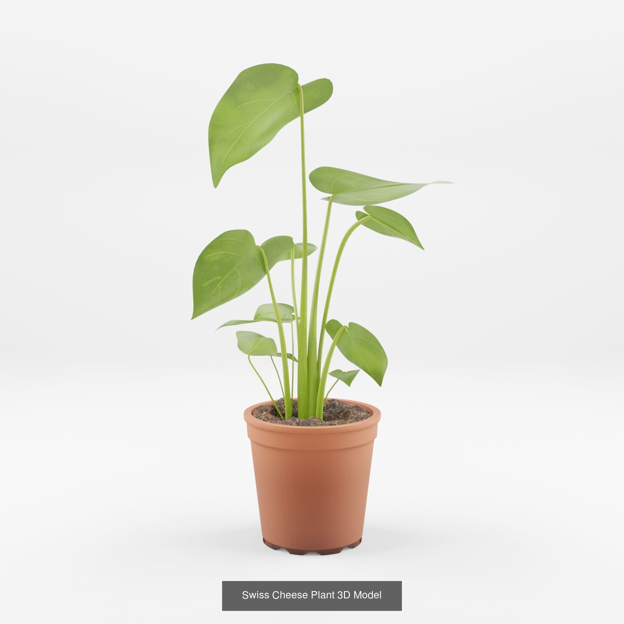 Collection-2 of House Plant 3D Models - 11 Models _1