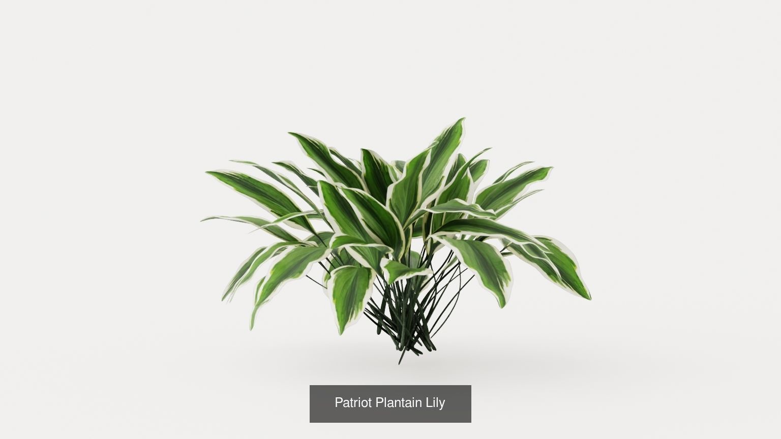 Collection-2 of House Plant 3D Models - 11 Models _10