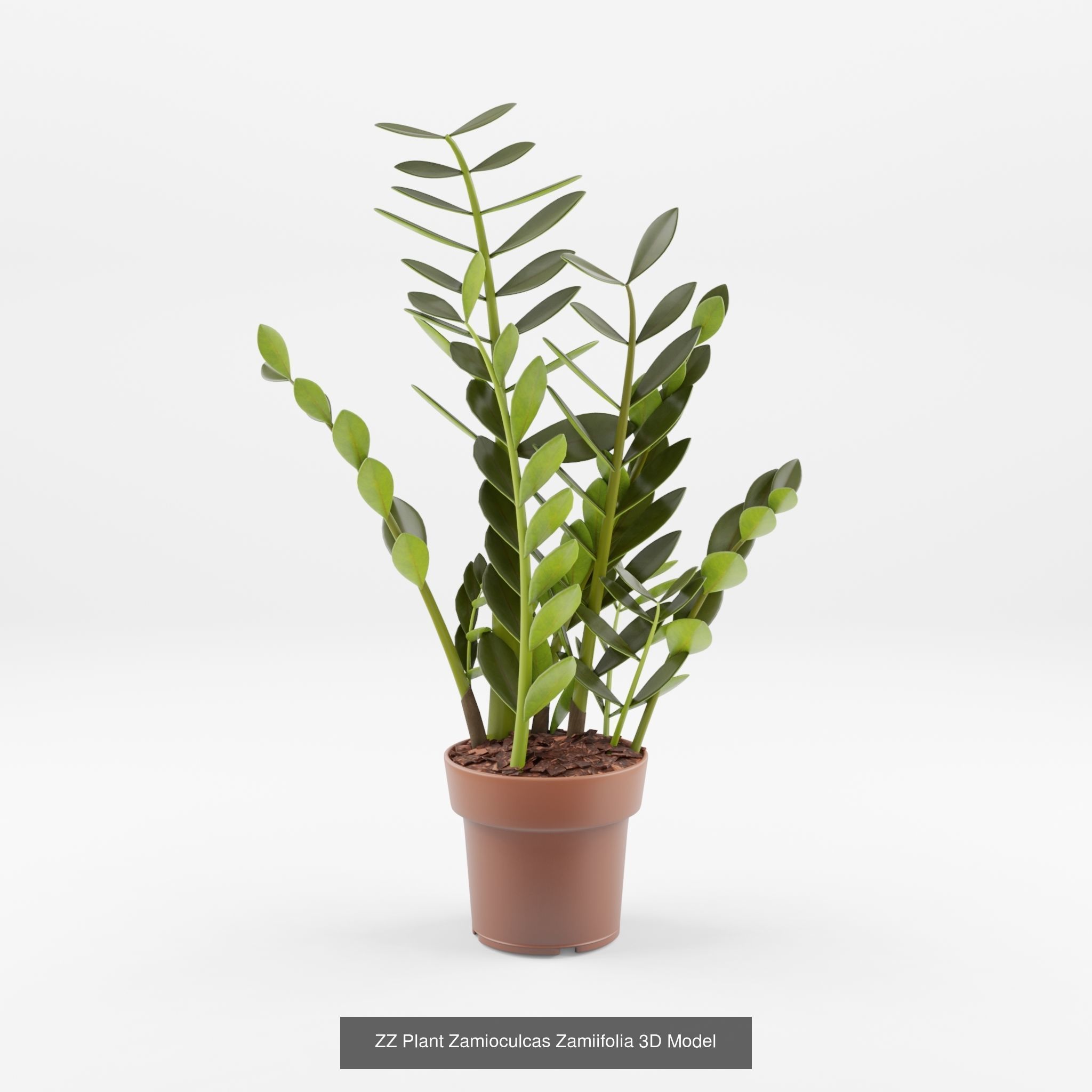 Collection-2 of House Plant 3D Models - 11 Models _2