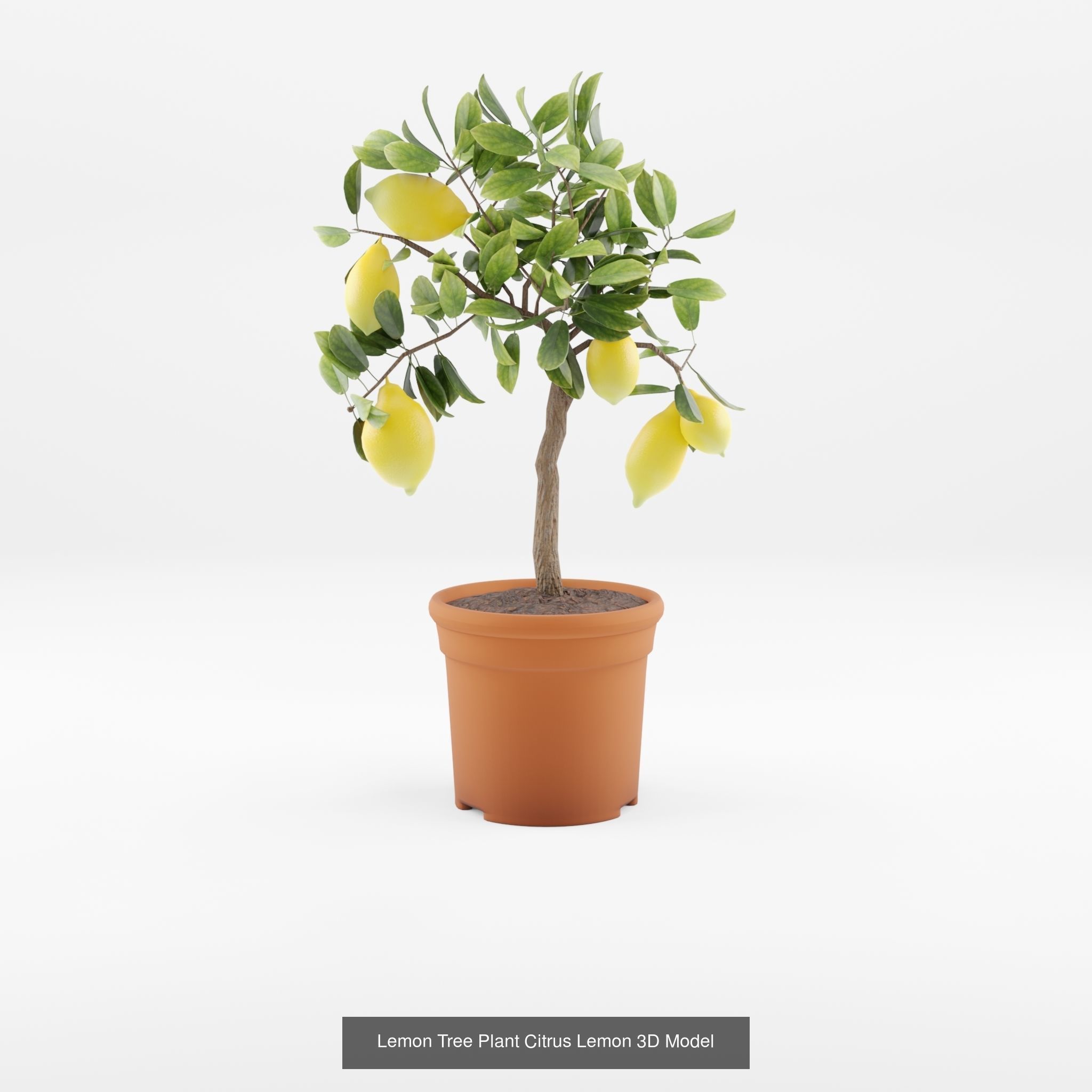 Collection-3 of House Plant 3D Models - 11 Models _4