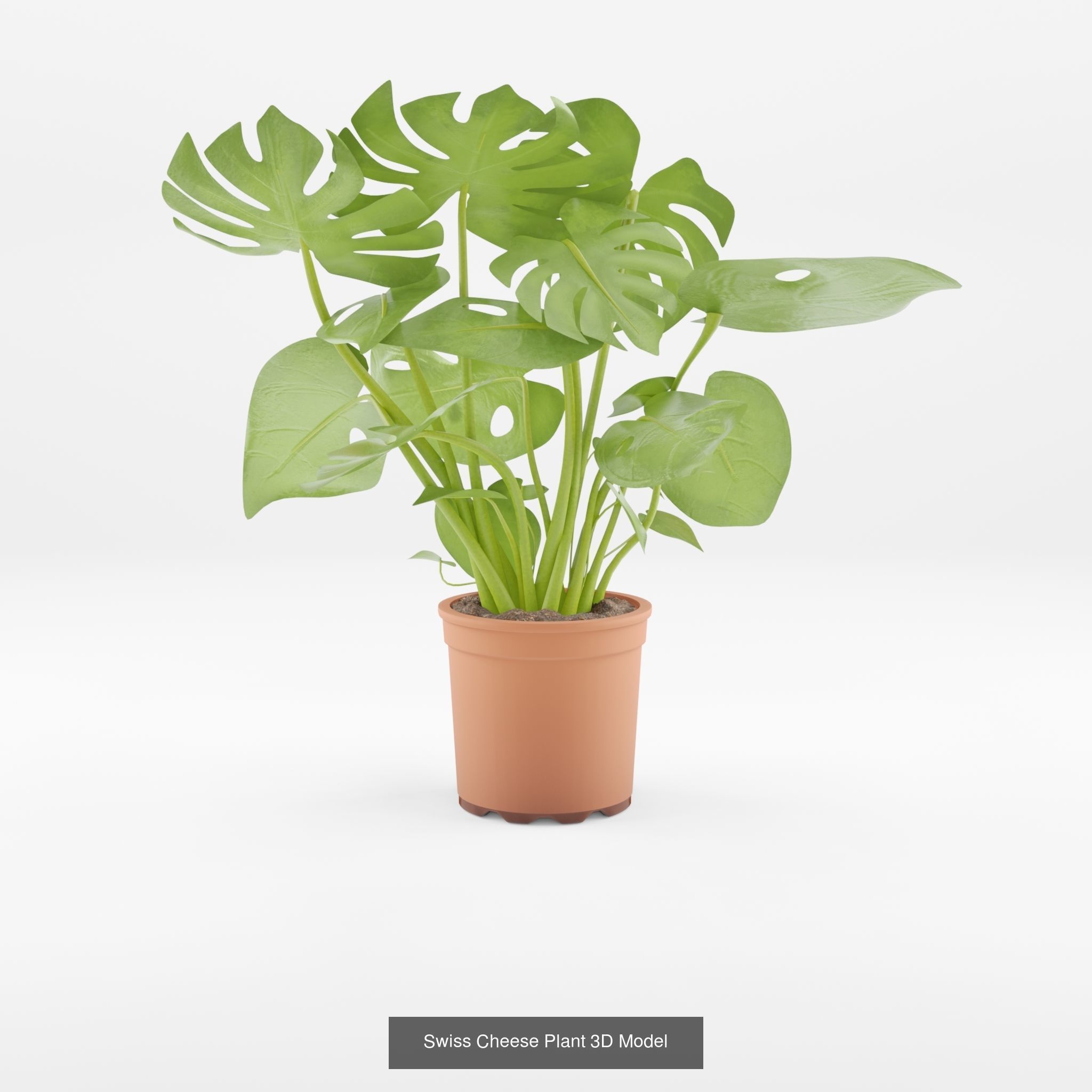 Collection-3 of House Plant 3D Models - 11 Models _2