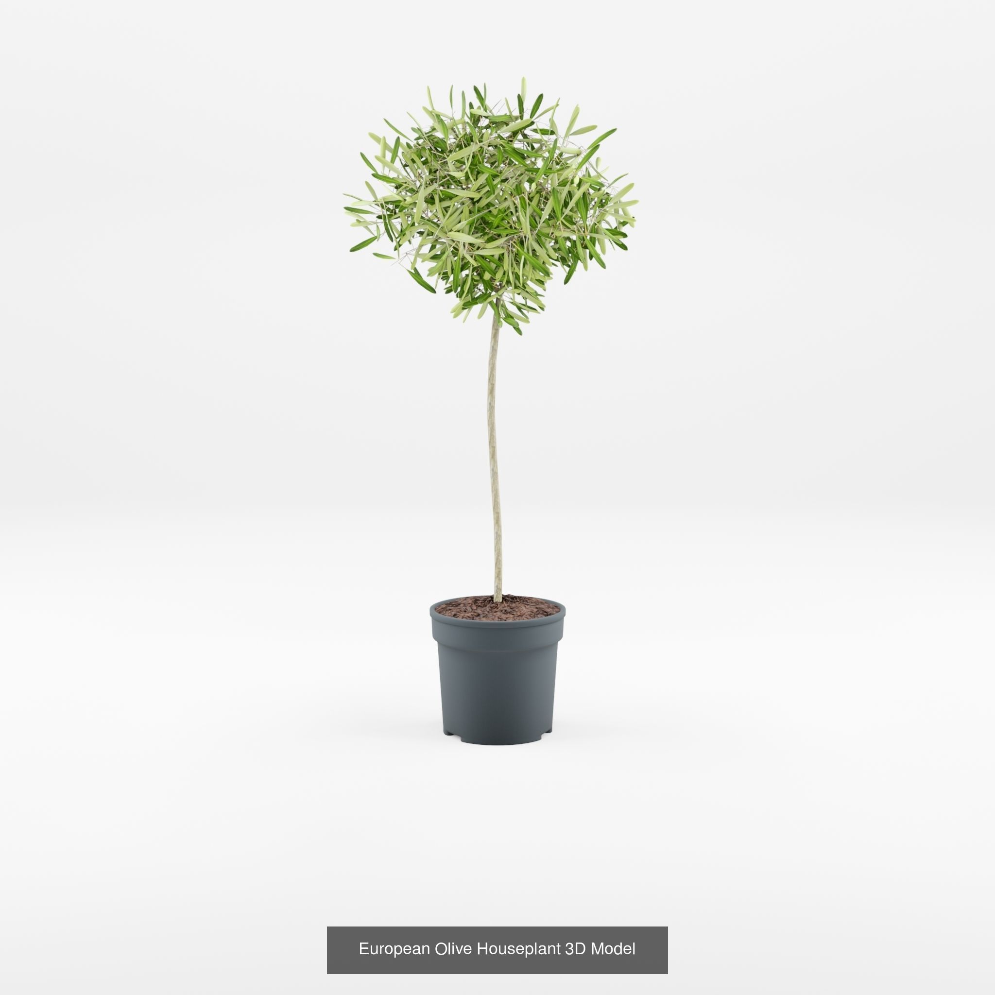 Collection-3 of House Plant 3D Models - 11 Models _3