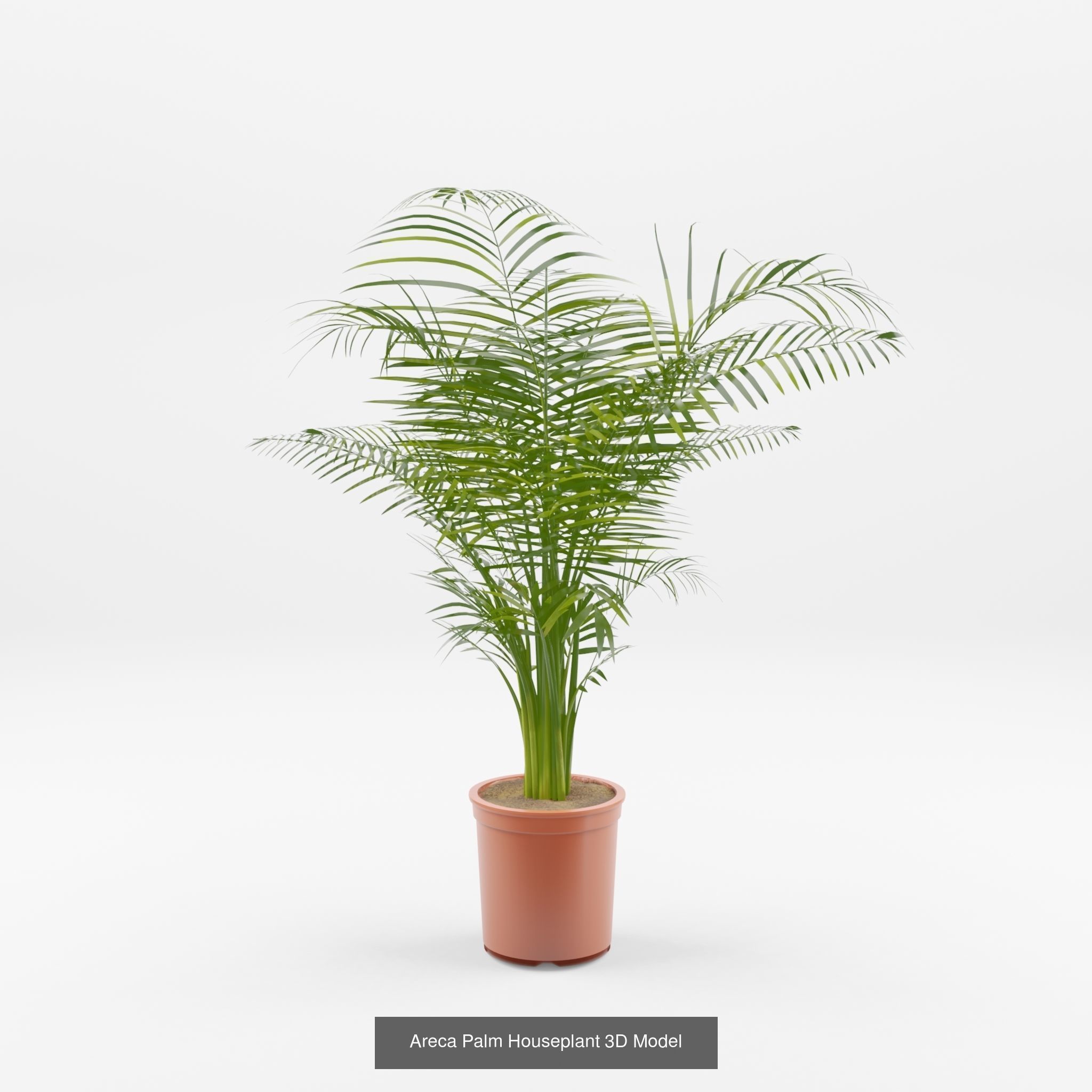 Collection-3 of House Plant 3D Models - 11 Models _1
