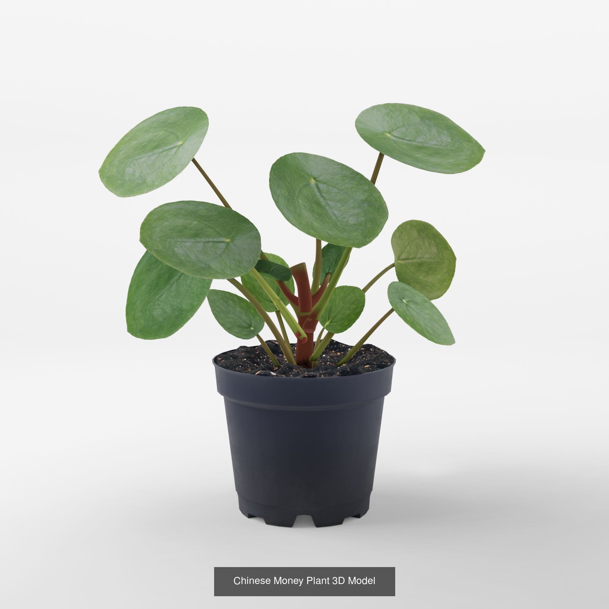 Collection-4 of House Plant 3D Models - 5 Models _4