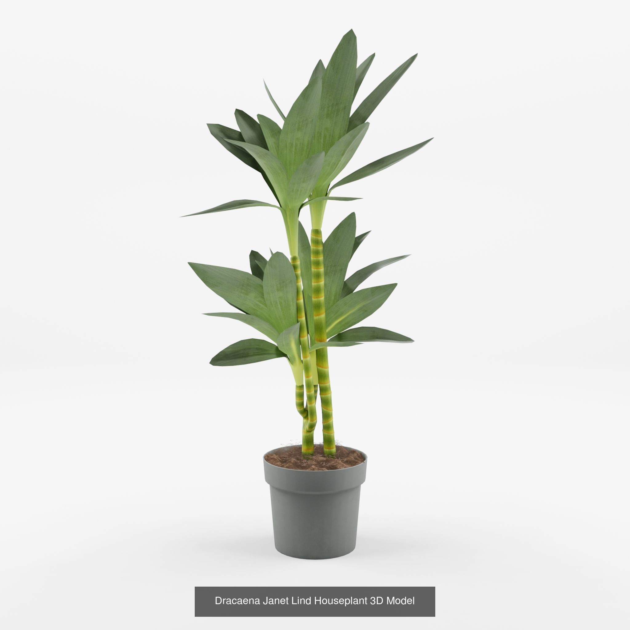 Collection-4 of House Plant 3D Models - 5 Models _3