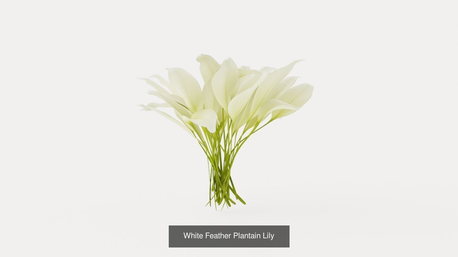 Collection-4 of House Plant 3D Models - 5 Models _5