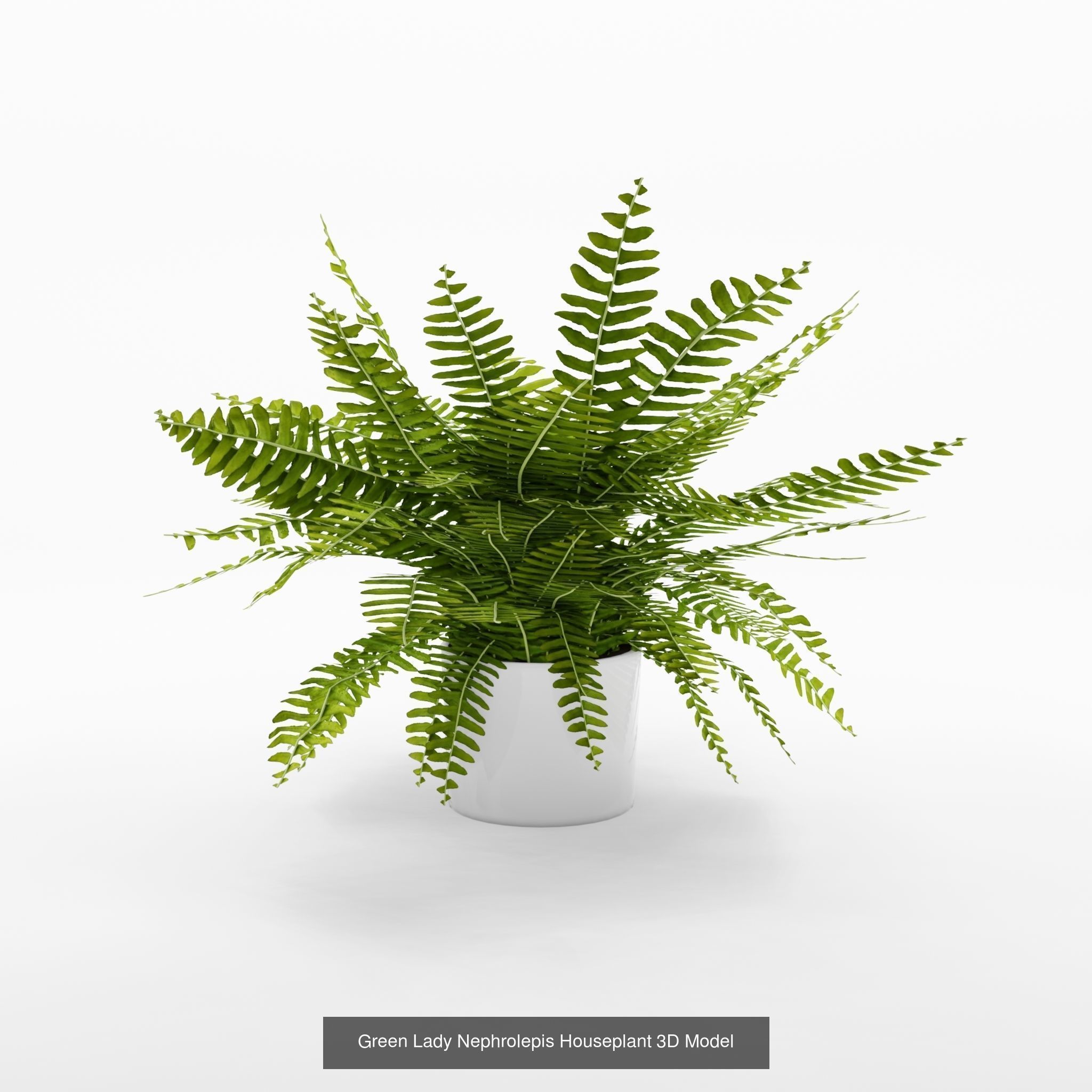 Collection-5 of House Plant 3D Models - 5 Models _3